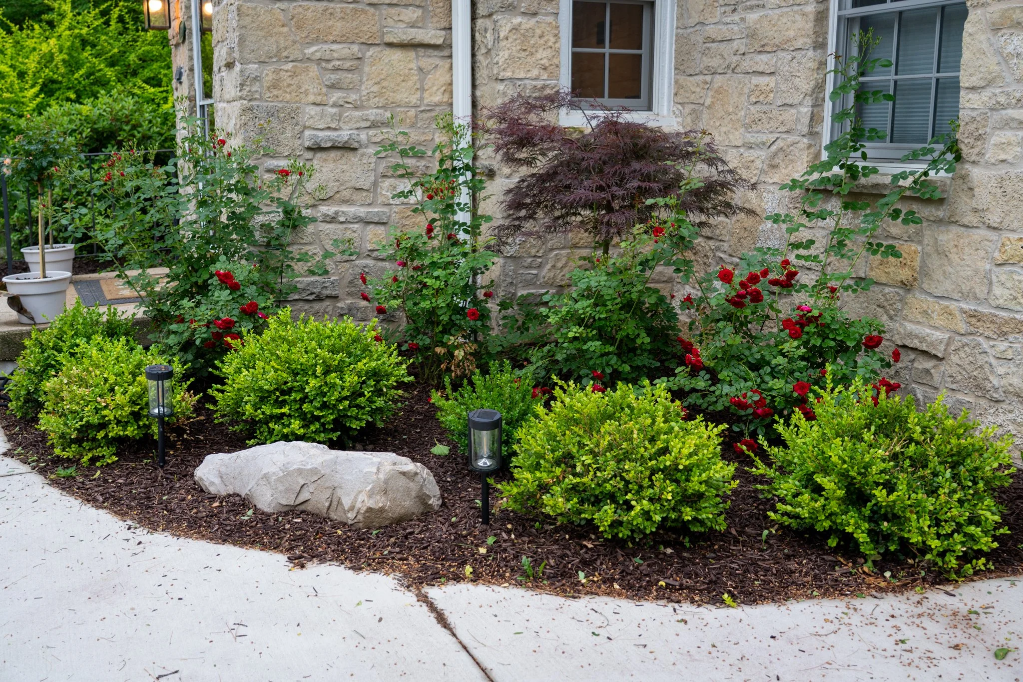 A front yard garden with various green shrubs and flowering plants, including red roses and a small tree with dark purple leaves, next to a stone house with white window frames. There are two small solar lights on the ground, and a rock near the edge