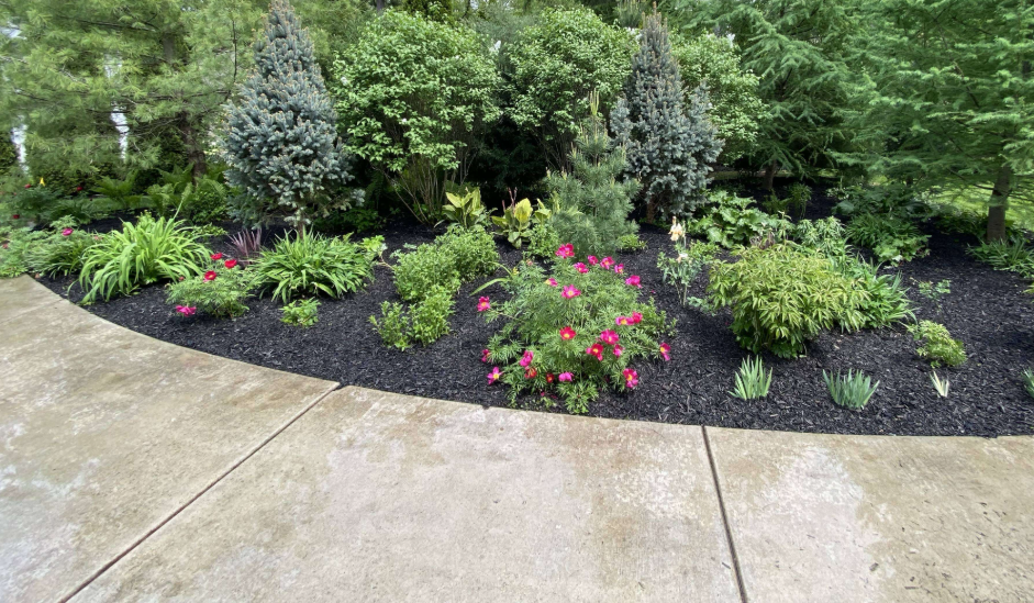 A landscaped garden bed with various green plants and pink flowers, bordered by a curved concrete walkway, and surrounded by tall trees and shrubs.