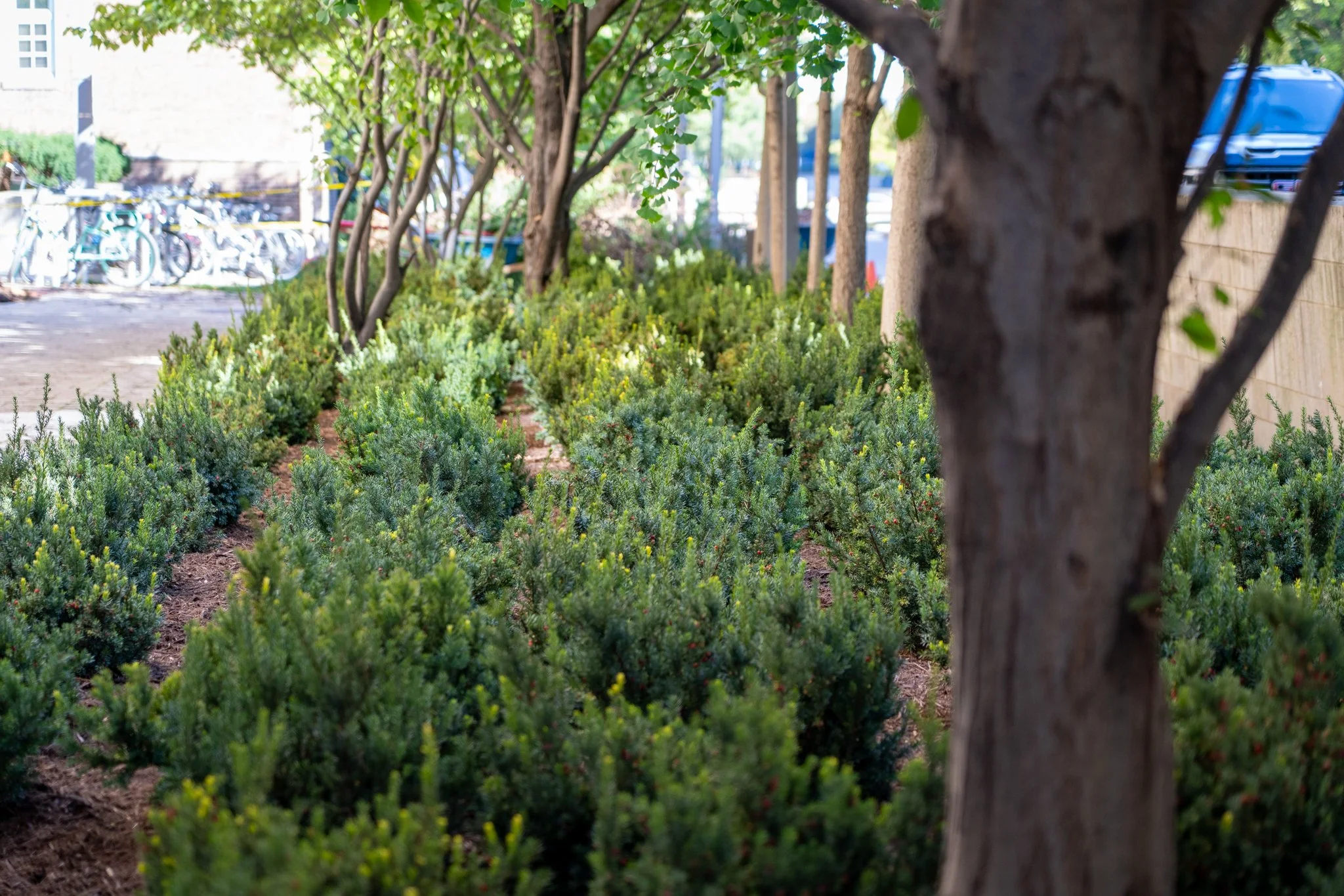 Close-up of a tree trunk with green shrubbery and trees in the background, and bicycles parked outdoors.