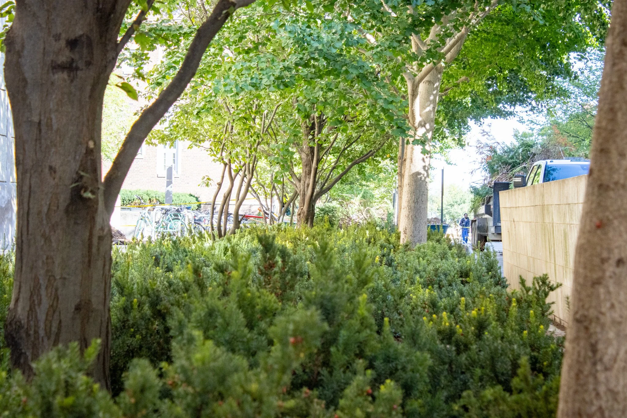 King Maple Commercial Landscaping Project with a tree with green leaves in front of a brick building, with parked bicycles and a person walking in the background.