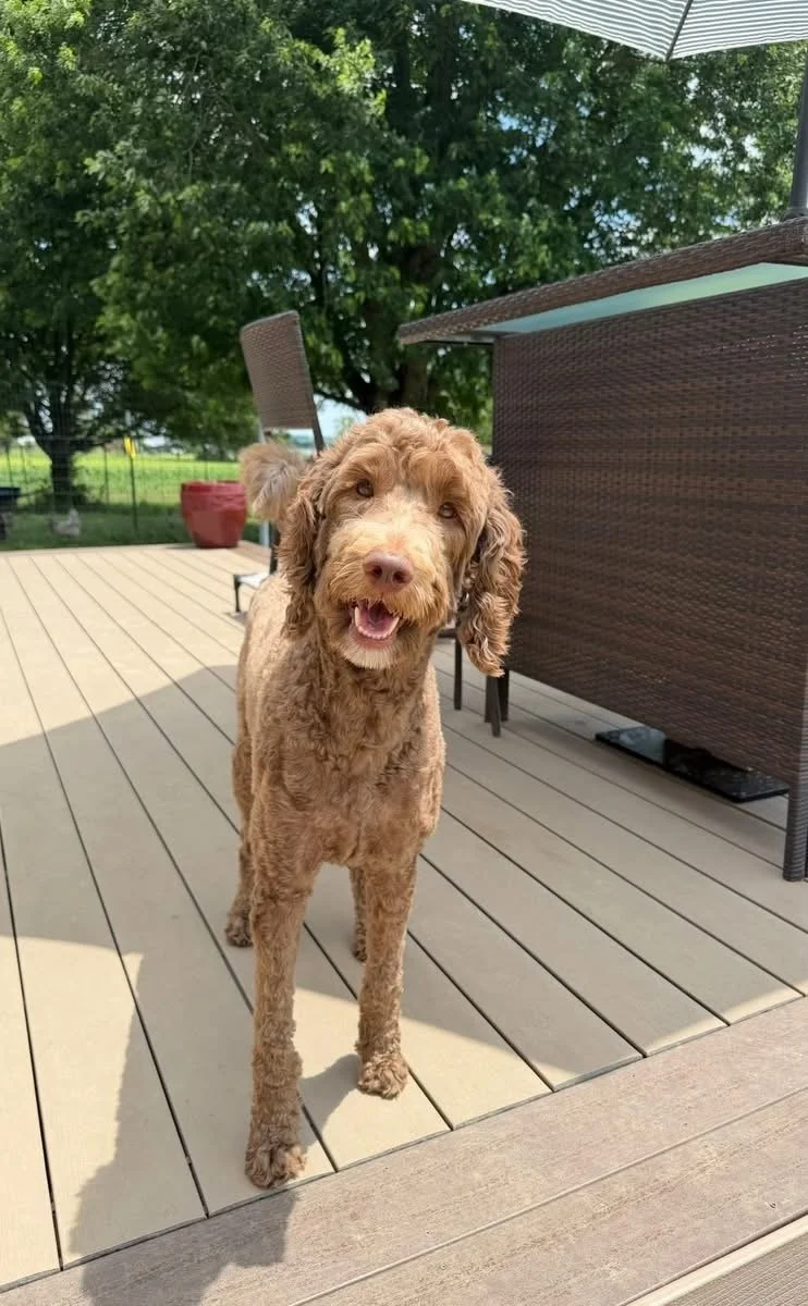 A happy brown curly-haired dog standing on a wooden deck outdoors, with a large green tree and outdoor furniture including a chair, table, and a striped umbrella in the background.