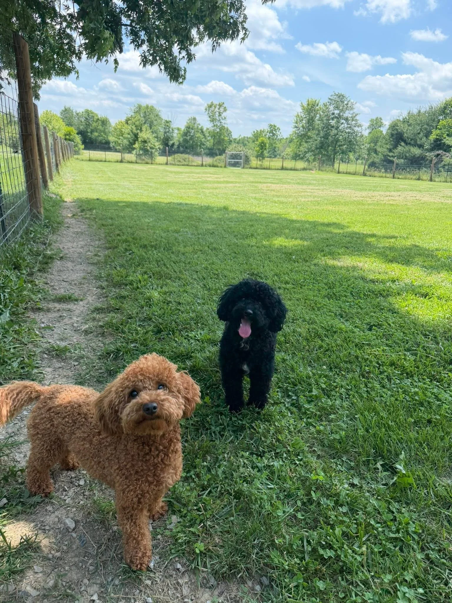 Three poodle dogs on grass in a park with trees and a blue sky with clouds in the background.