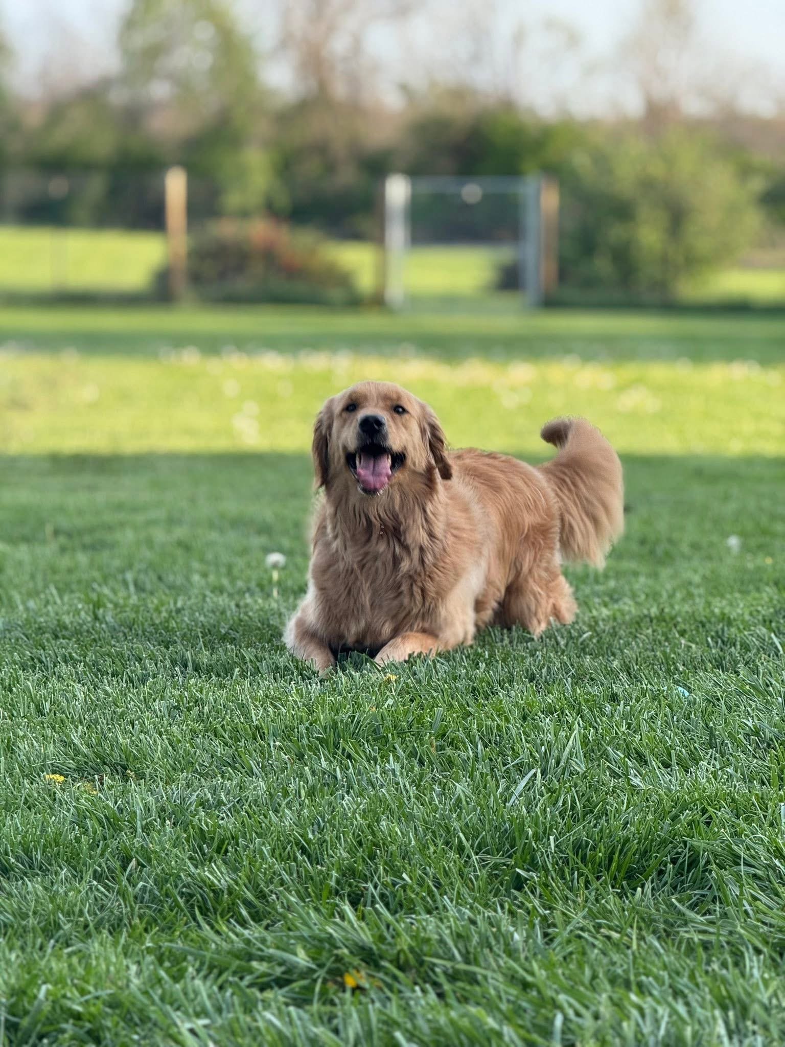 A happy golden retriever puppy sitting on a lush green lawn during daytime with trees and a playset in the background.