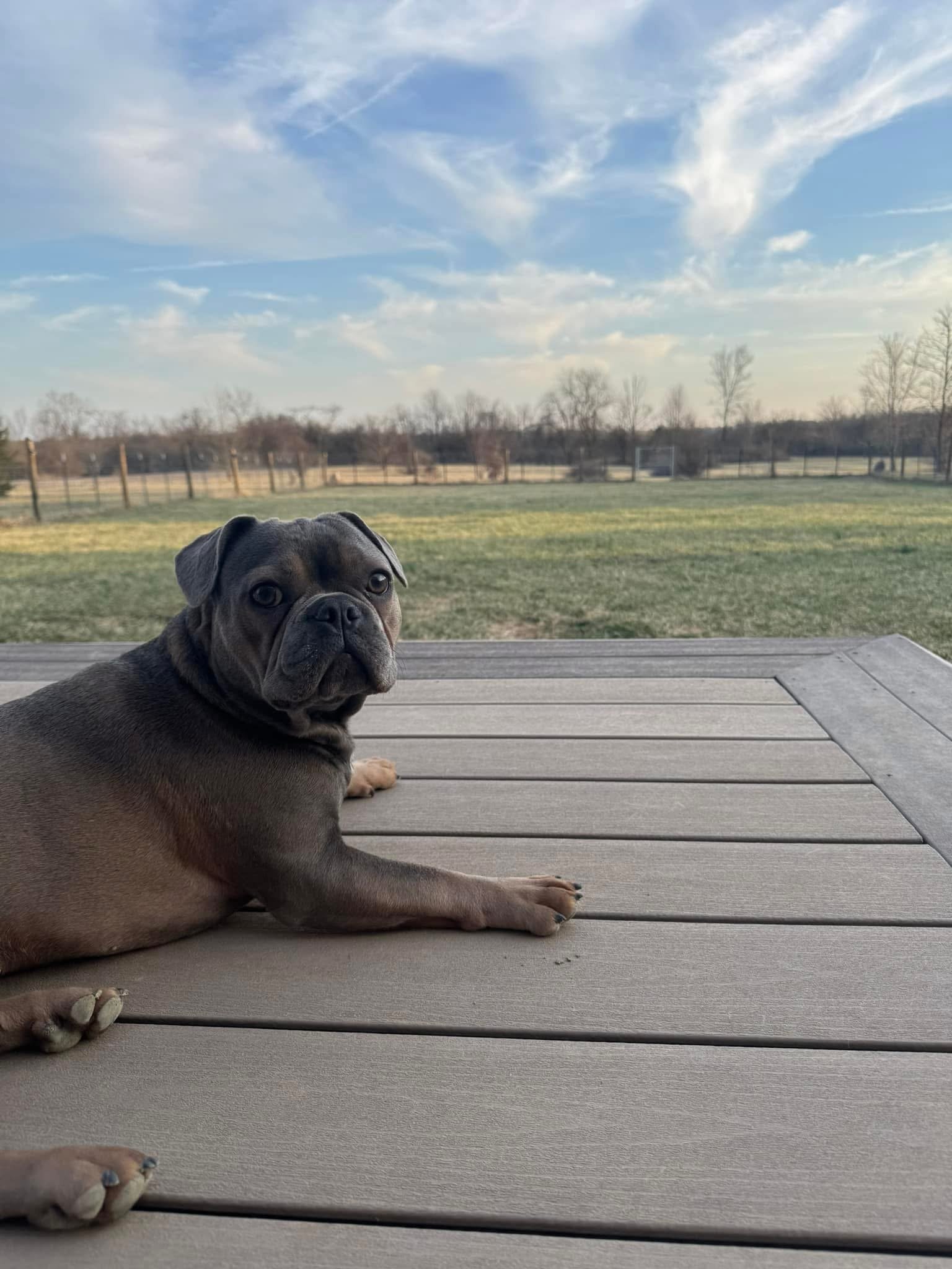 A cute puppy lying on a wooden deck with a backyard and sky with clouds in the background.