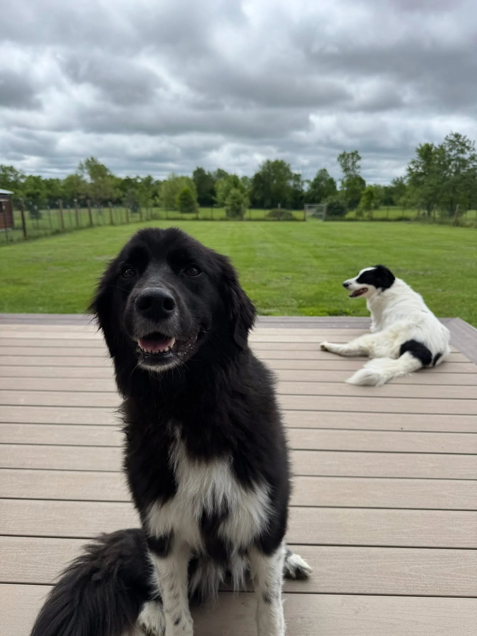 Two black and white puppies on a wooden deck with a green yard and cloudy sky in the background.