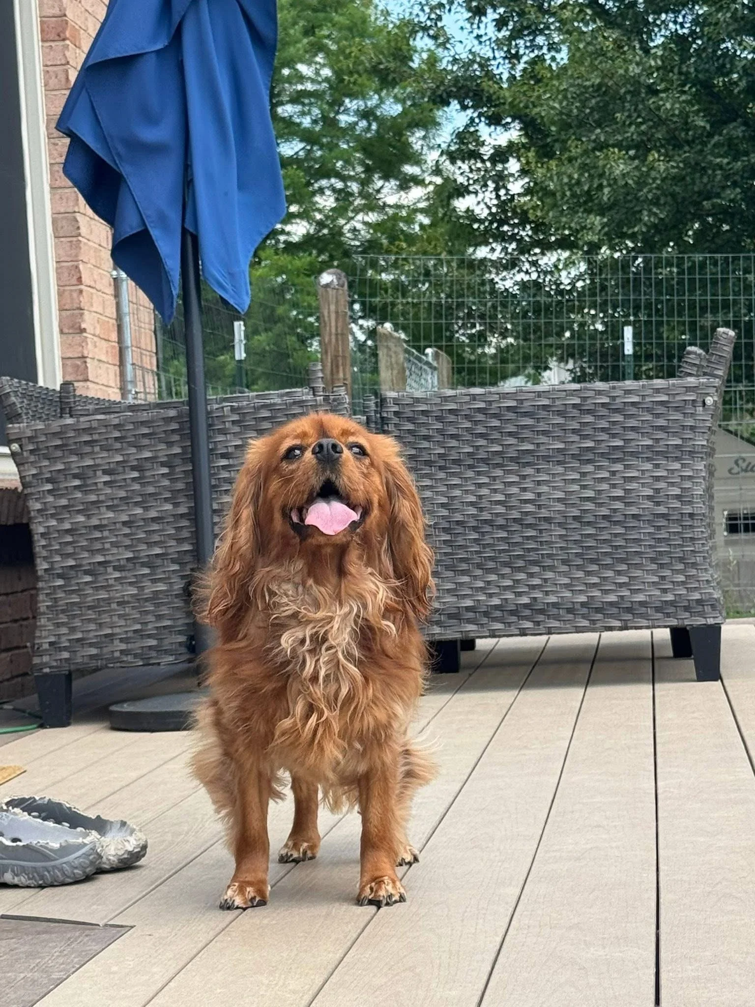 A brown dog with long fur standing on a wooden deck with a blue patio umbrella and outdoor furniture in the background.