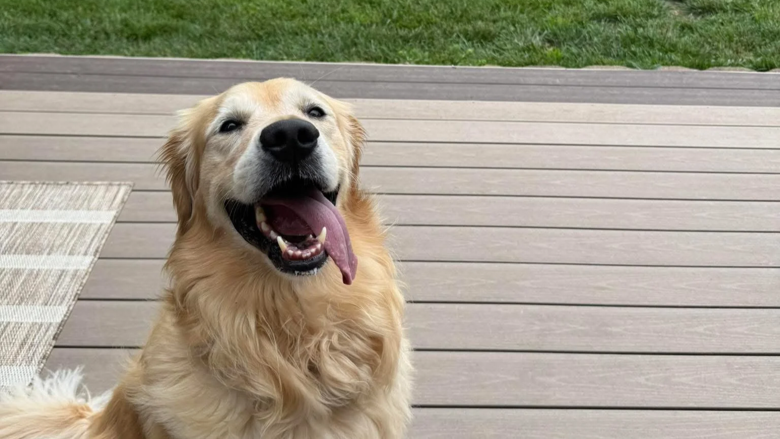 A happy golden retriever with its mouth open and tongue out, sitting on a wooden deck outdoors.