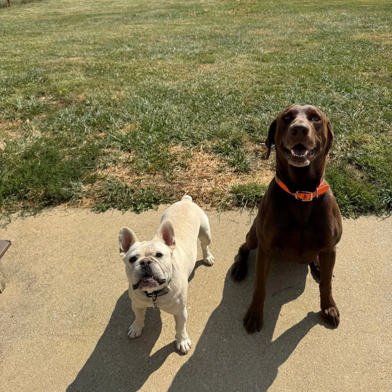 Two dogs standing on concrete sidewalk, one French bulldog with light-colored fur and a French bulldog with brown fur and a bright orange collar, with grassy area in the background.