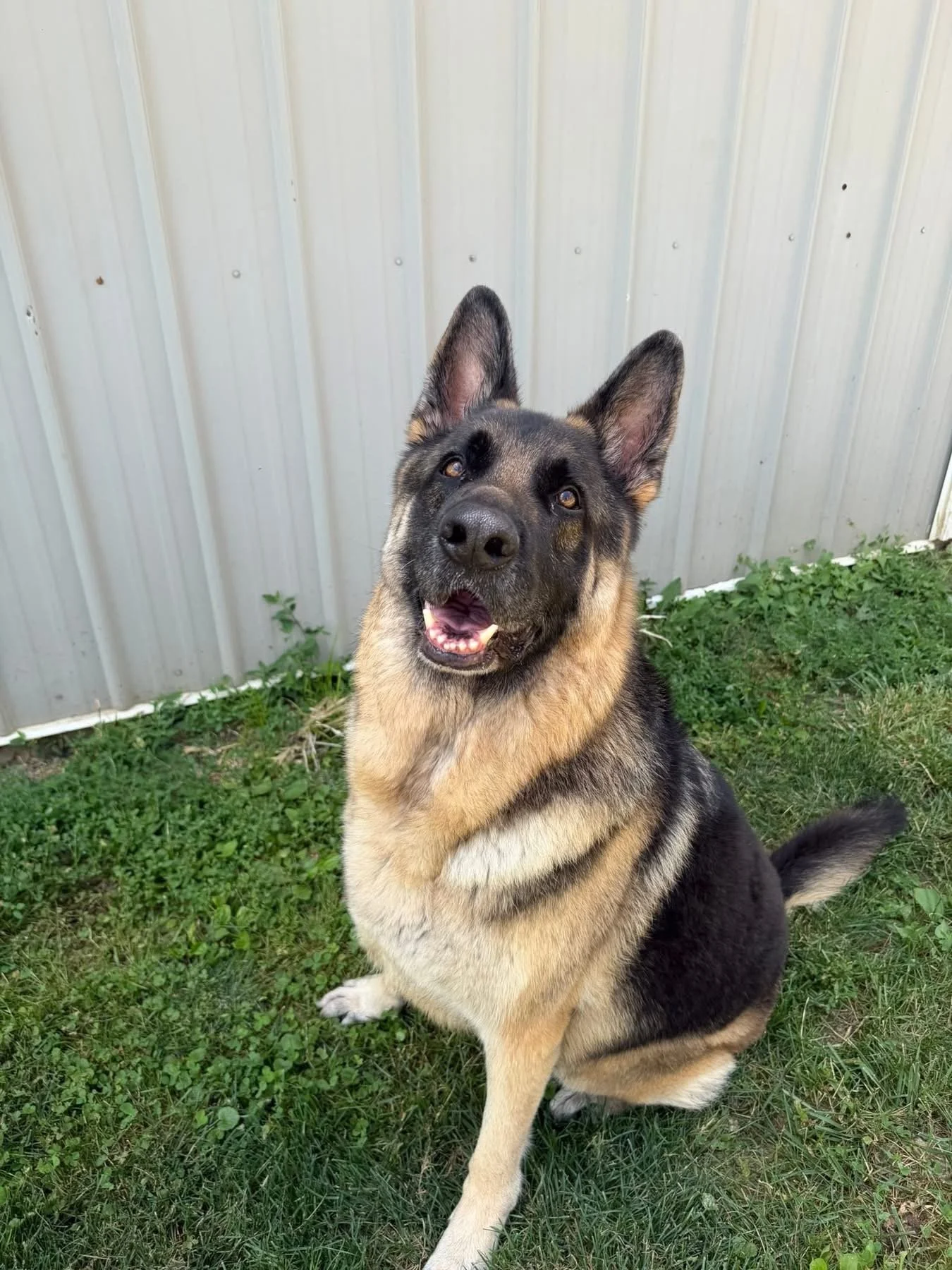 A German Shepherd sitting on green grass with a metal fence in the background, looking up with an open mouth.