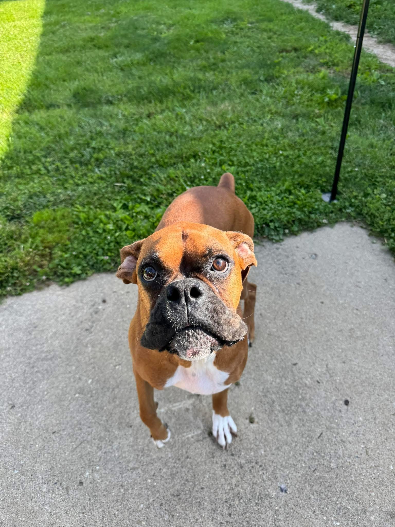 A brown and white dog with one eye brown and the other blue standing on a concrete sidewalk, looking up at the camera. There is green grass and a dirt path in the background.