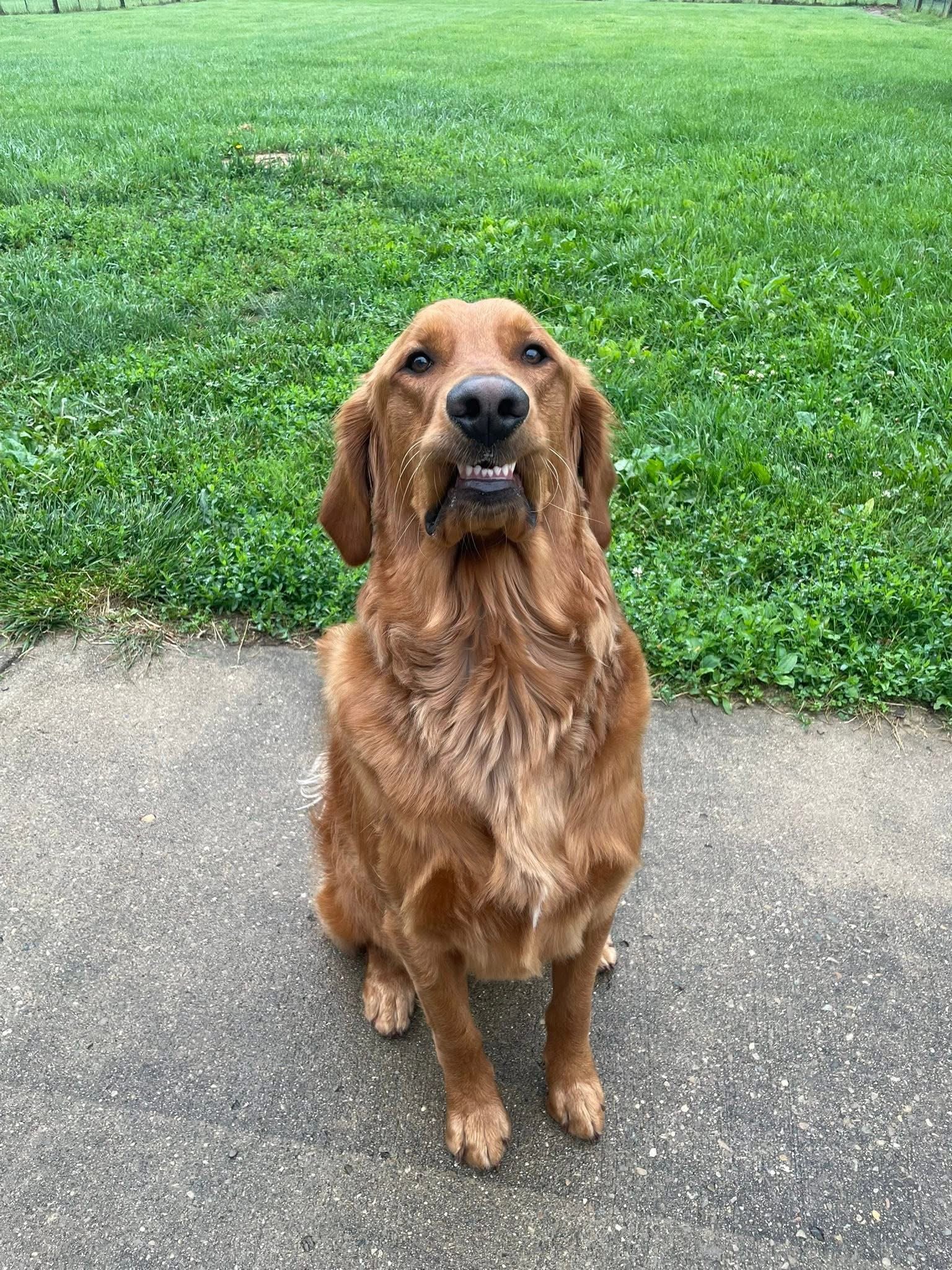 A golden retriever dog sitting on a sidewalk with a grassy field in the background.