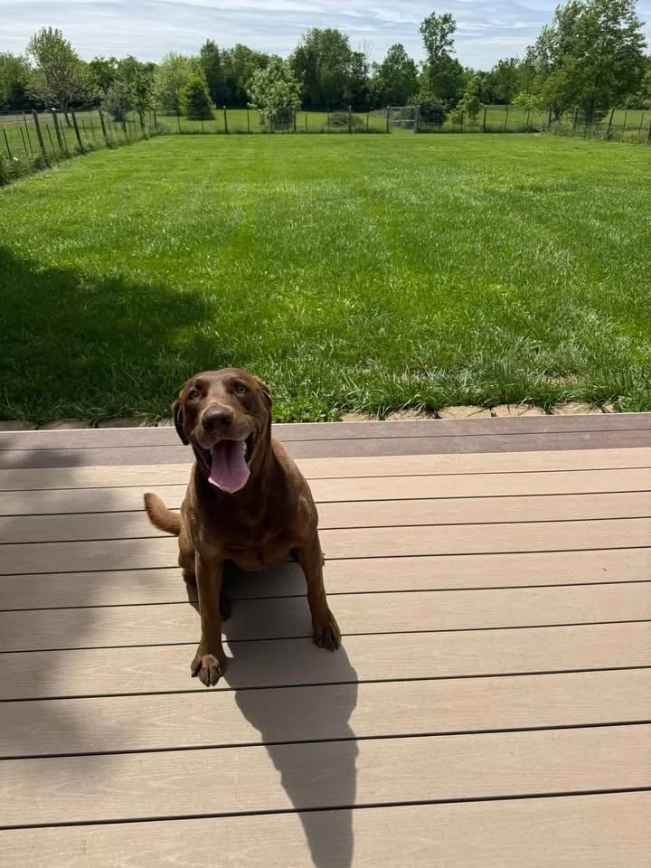 A joyful brown dog sitting on a wooden deck with a green backyard and trees in the background.