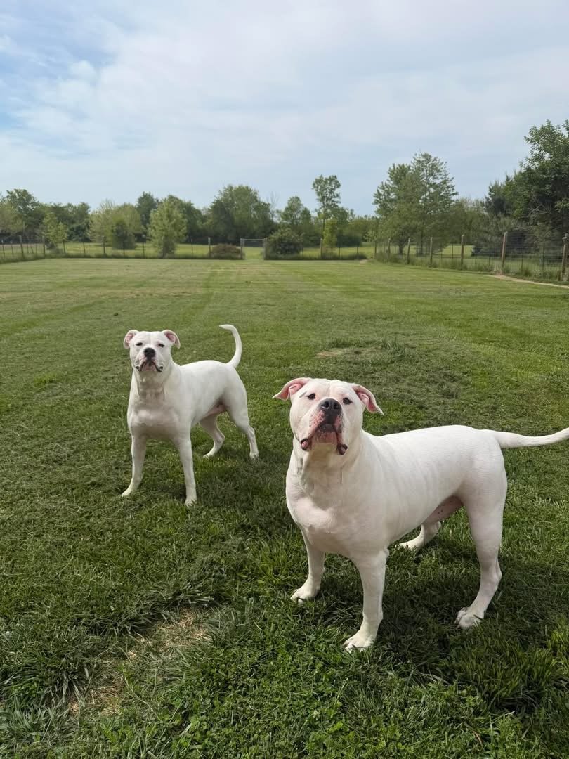 Two white dogs with muscular builds standing on green grass in a large yard surrounded by trees and fencing, under a cloudy sky.