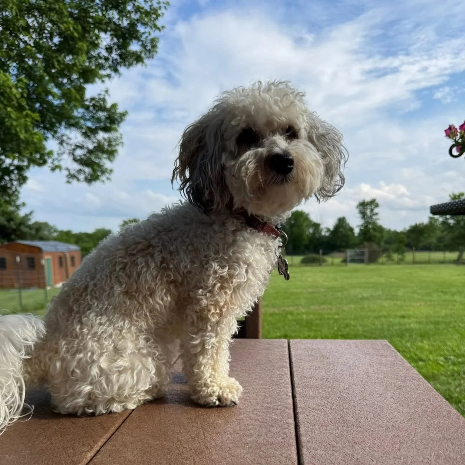 A fluffy, curly-haired dog sitting on a table outdoors with a grassy field and trees in the background, under a partly cloudy sky.