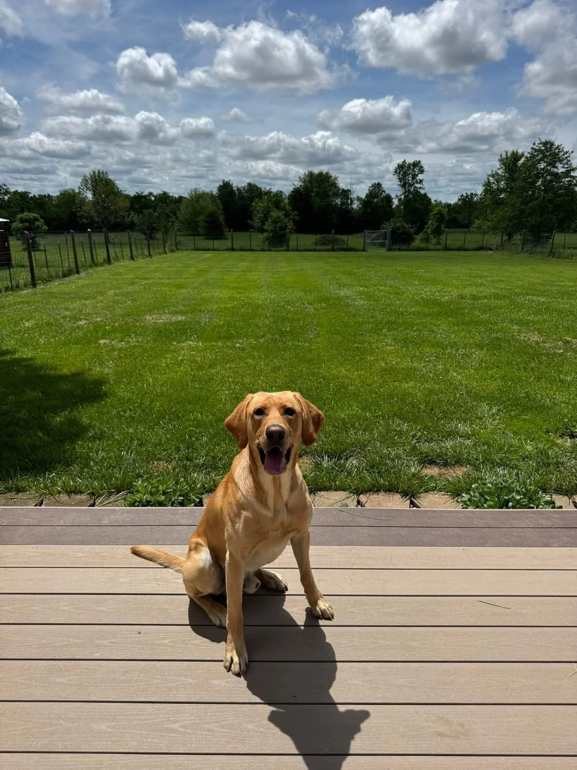 A cheerful yellow Labrador Retriever sitting on a wooden deck, with a lush green backyard and a partly cloudy sky in the background.