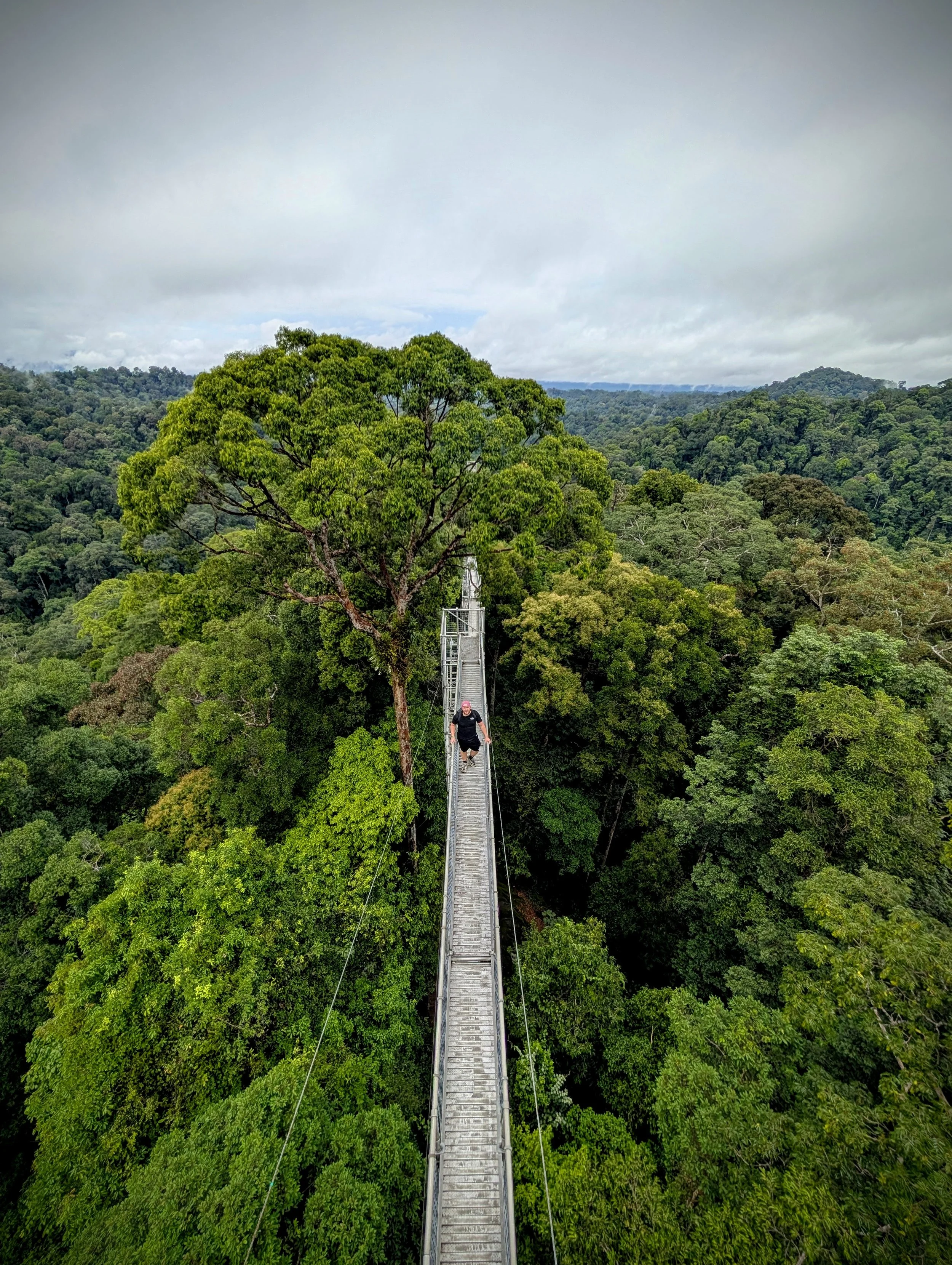 Canopy walk | Brunei