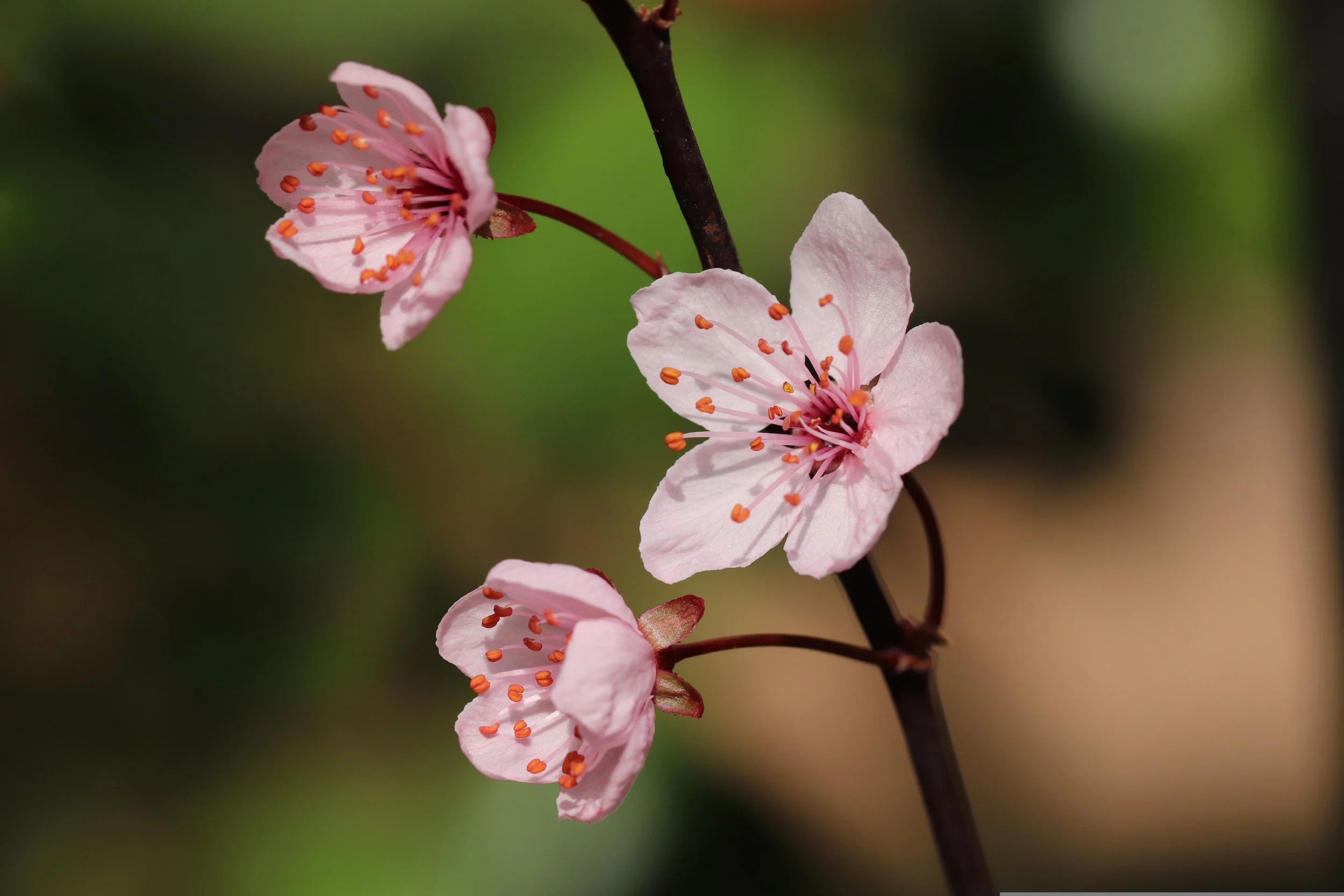 Close-up photo of pink plum blossoms on a blurred green background.