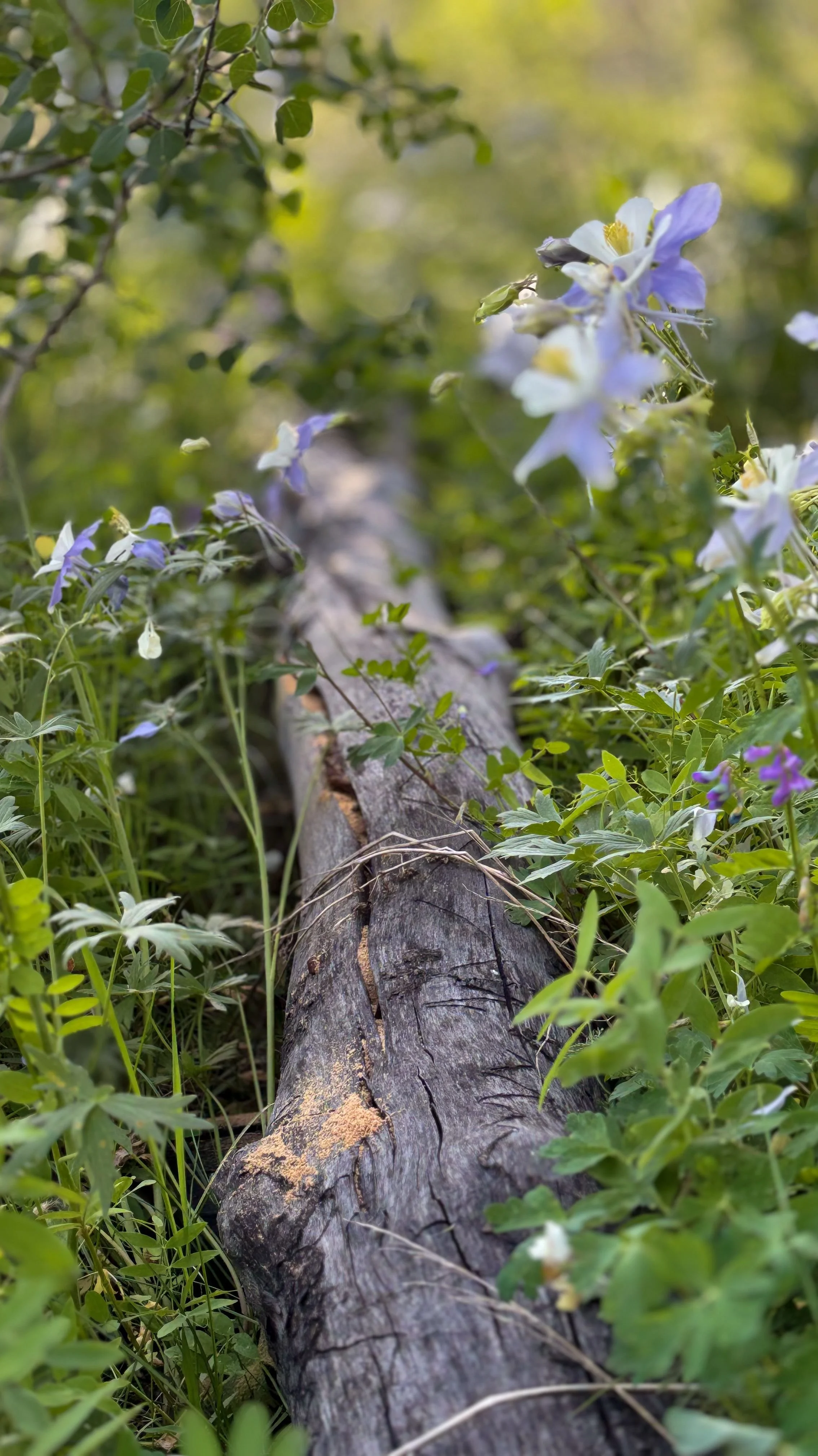 A forest floor with a fallen log covered in plants. Purple and white flowers grow from the ground.