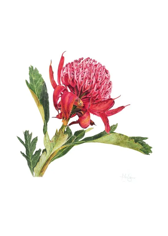 Waratah