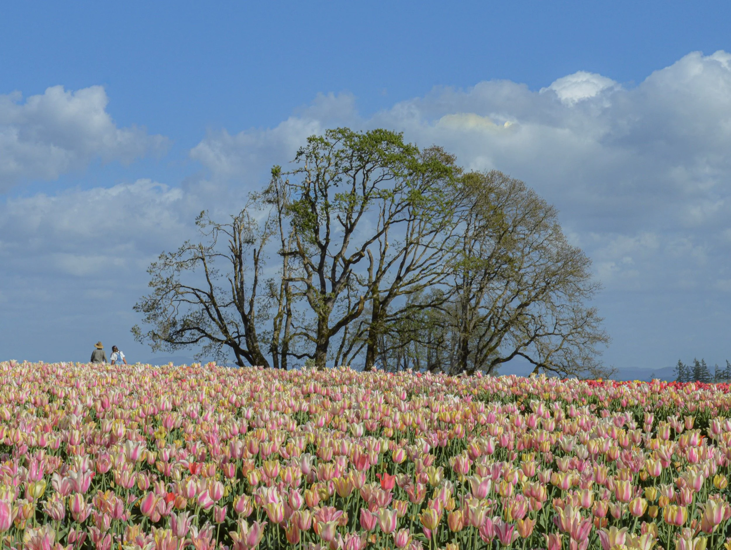 Tulip Field, Woodburn, OR