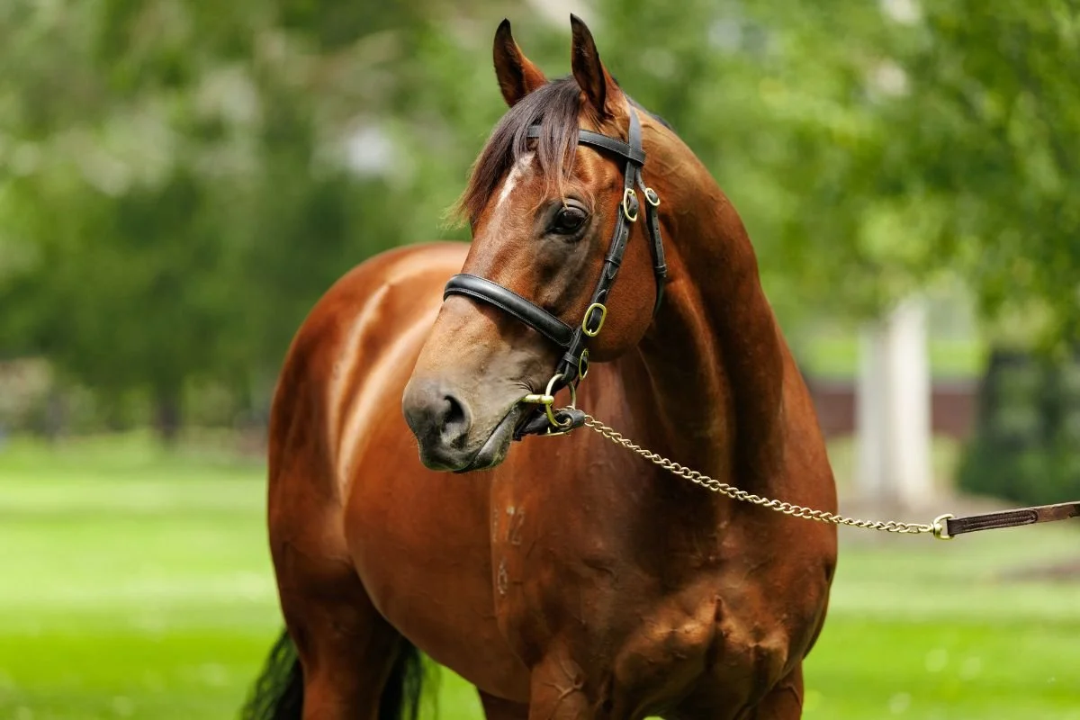 Stallion Profile: Super Seth