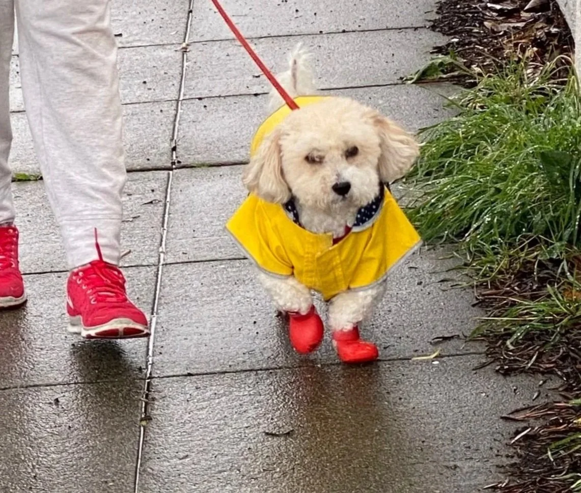 A small dog dressed in a yellow raincoat and red rain boots, walking on a wet sidewalk on a rainy day. The dog is leashed, and part of a person's legs wearing red shoes and white pants are visible.