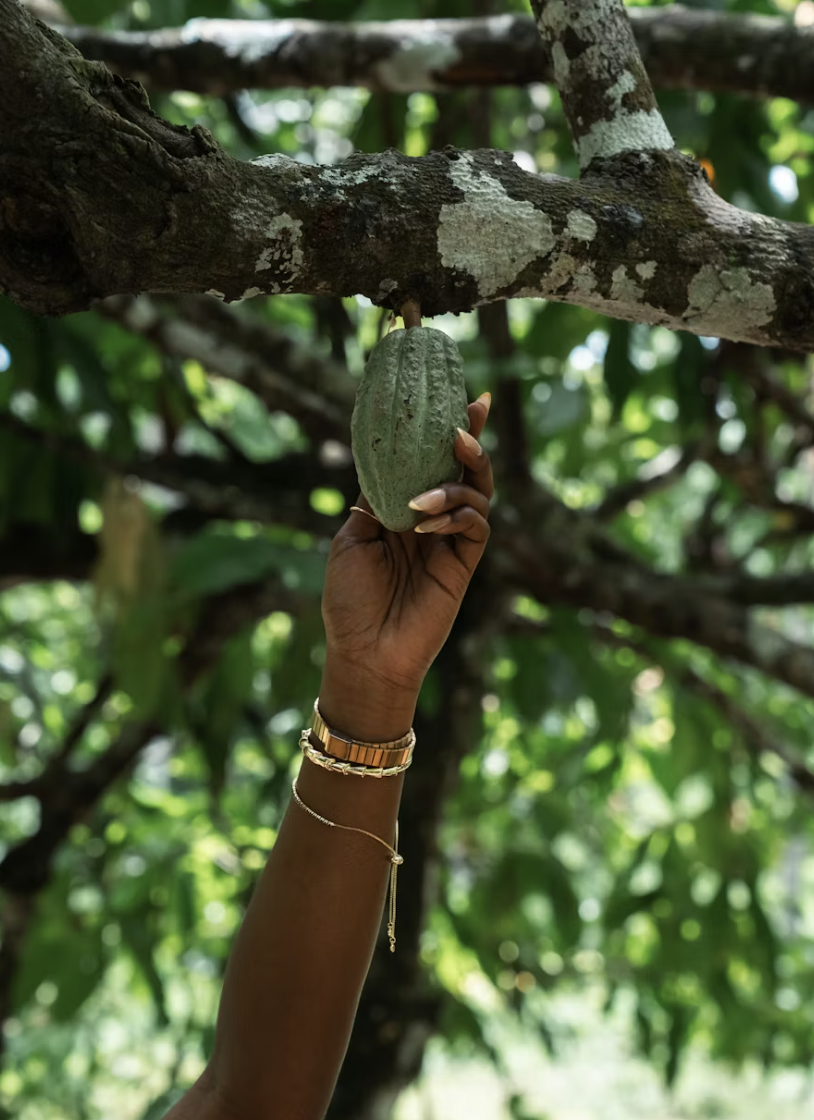 A hand reaching up to pluck a green cacao pod from a tree branch in a lush, leafy environment.