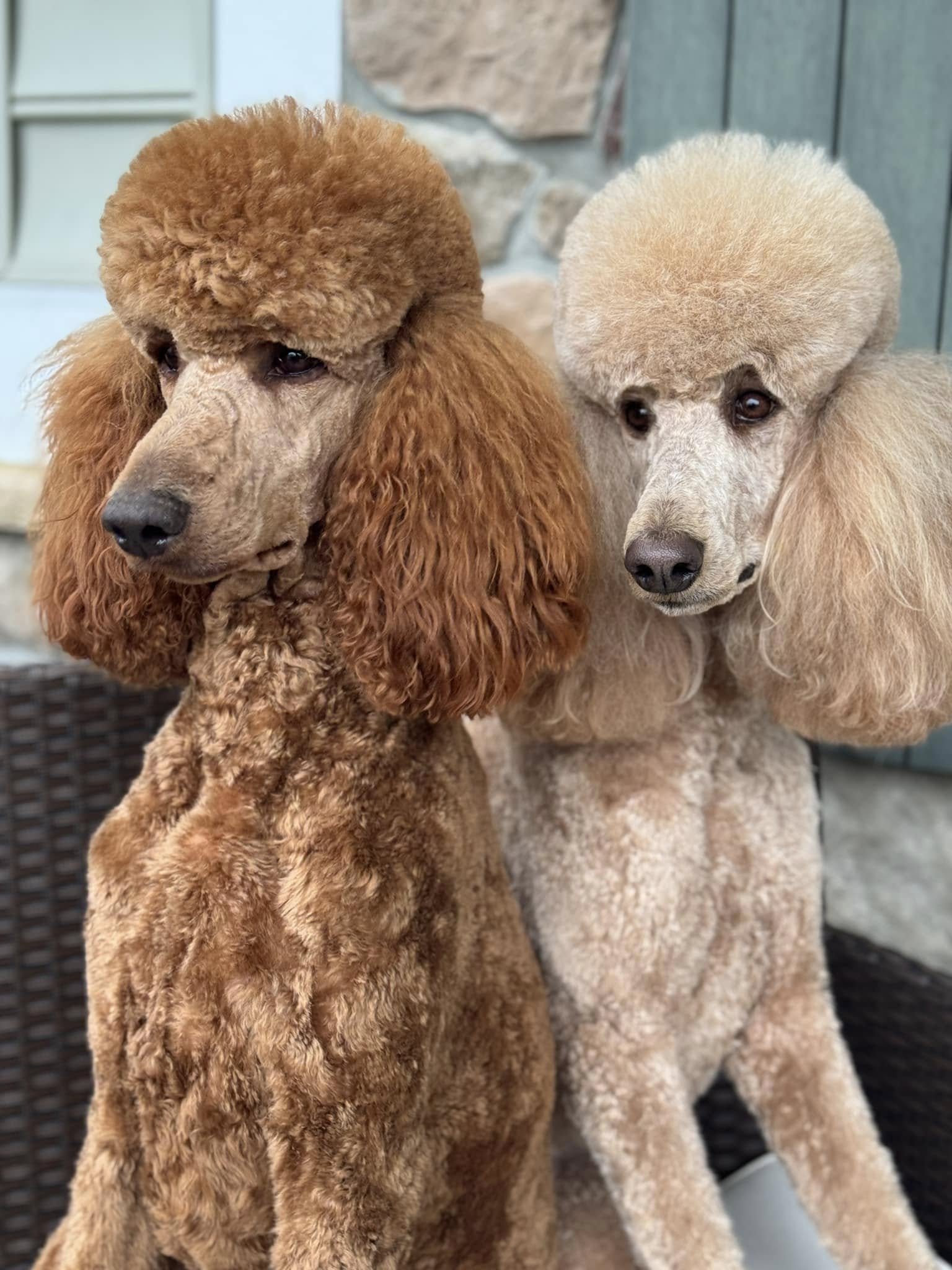 Behavior-Based Salon Certification (10+ Groomers)