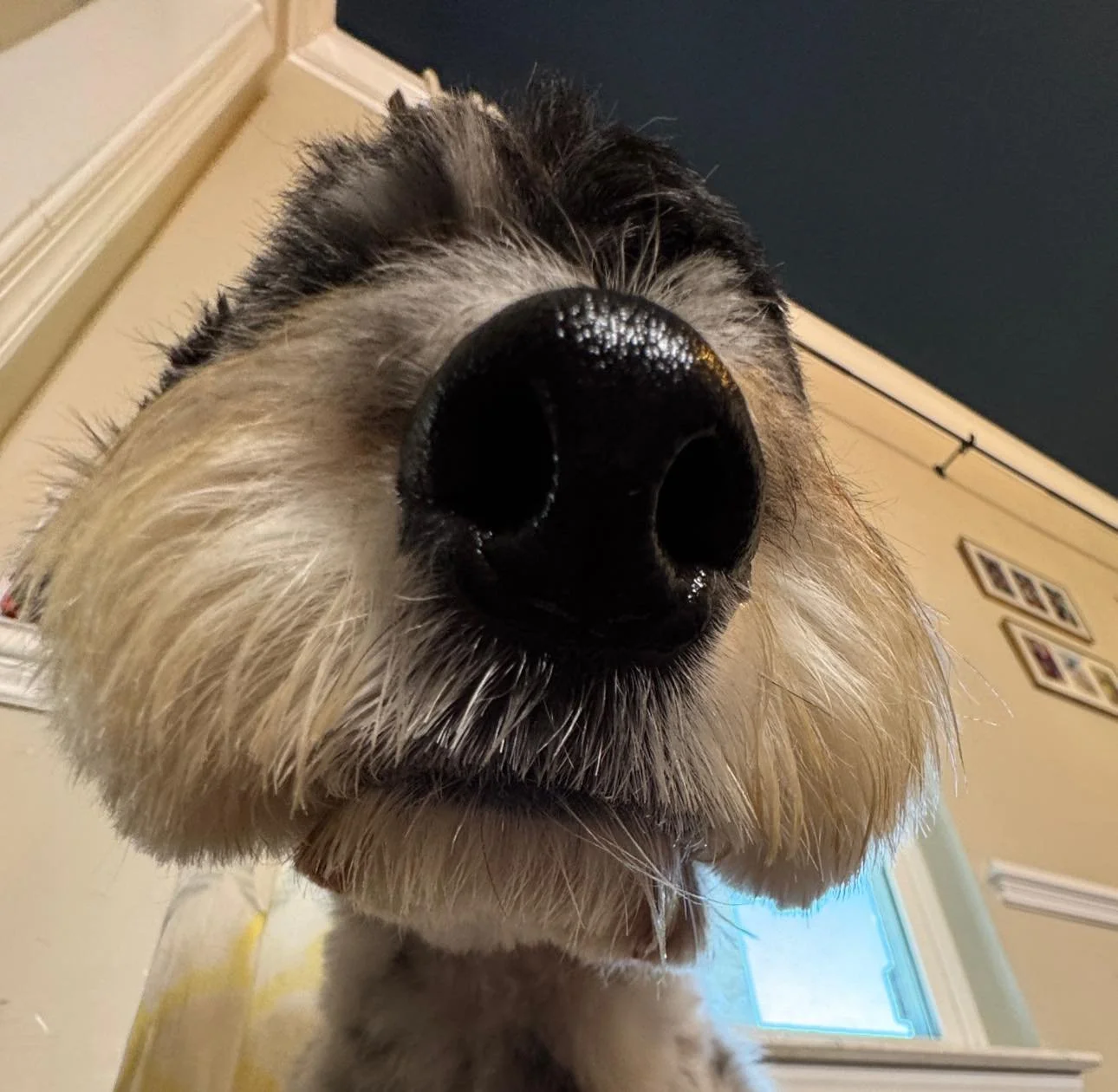 Behavior-Based Salon Certification (6-10 Groomers)