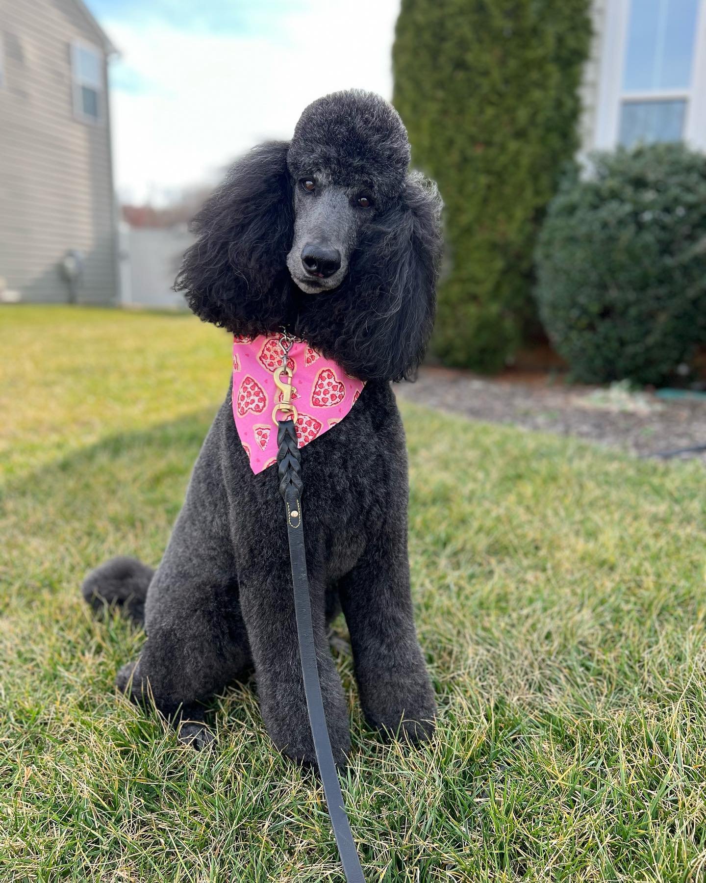 Behavior Aware Groomer Certification