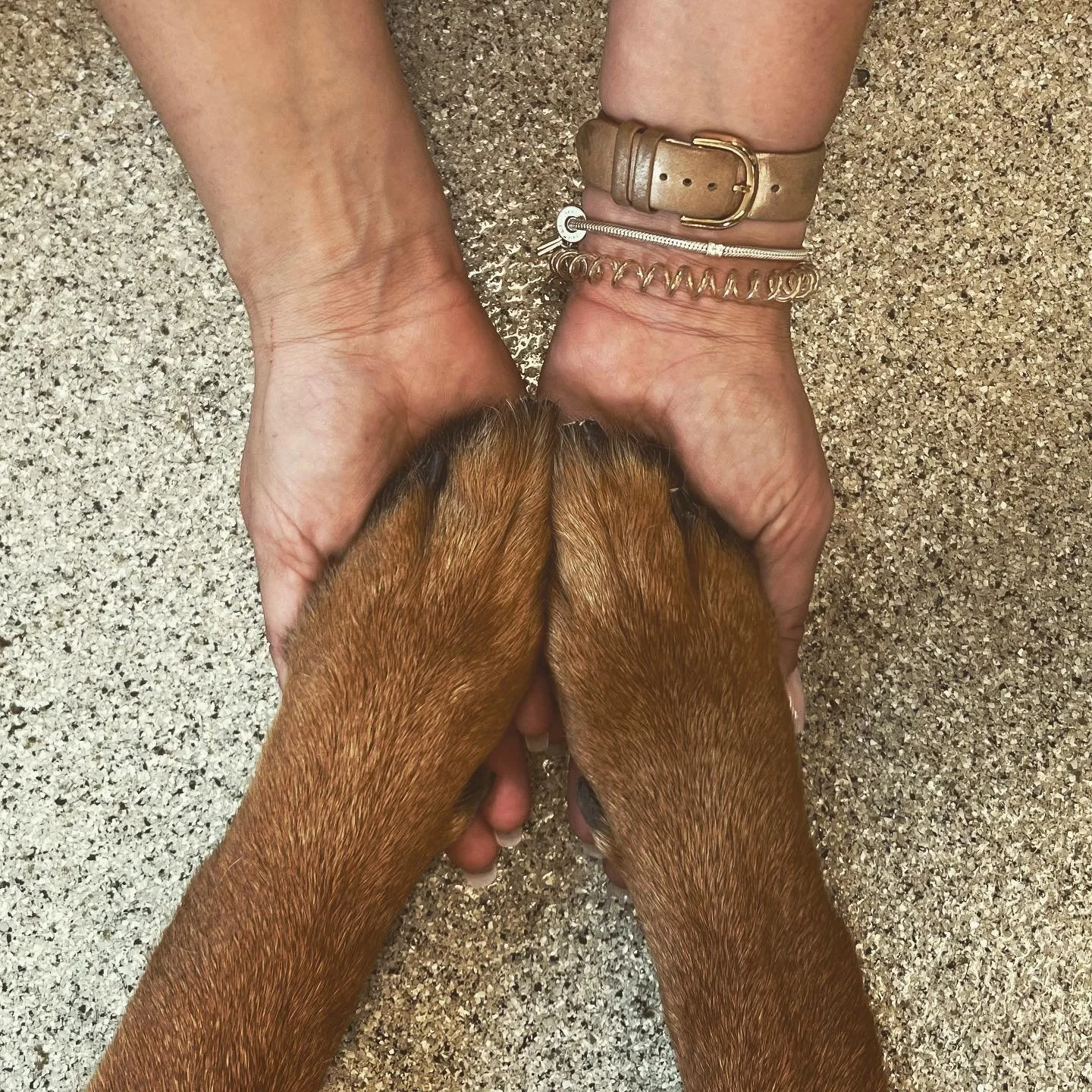 Behavior-Based Salon Certification (3-5 groomers)