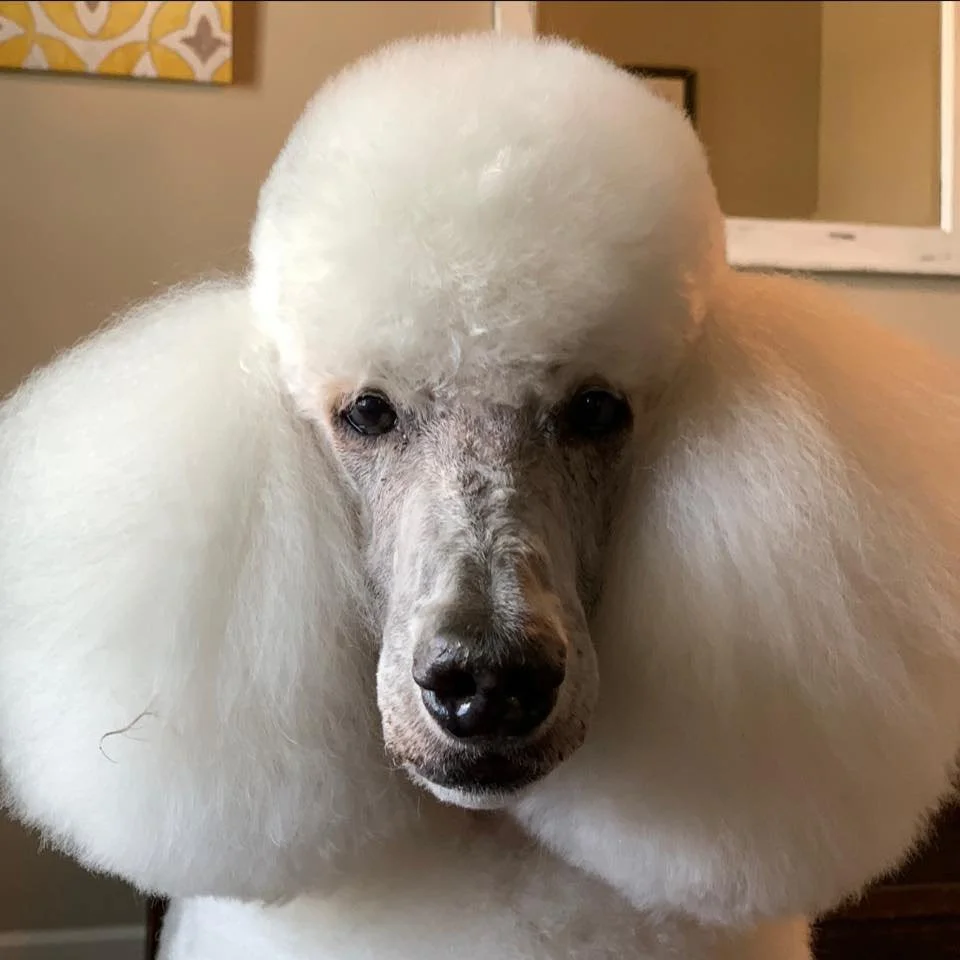 Behavior Handling Specialist Certification