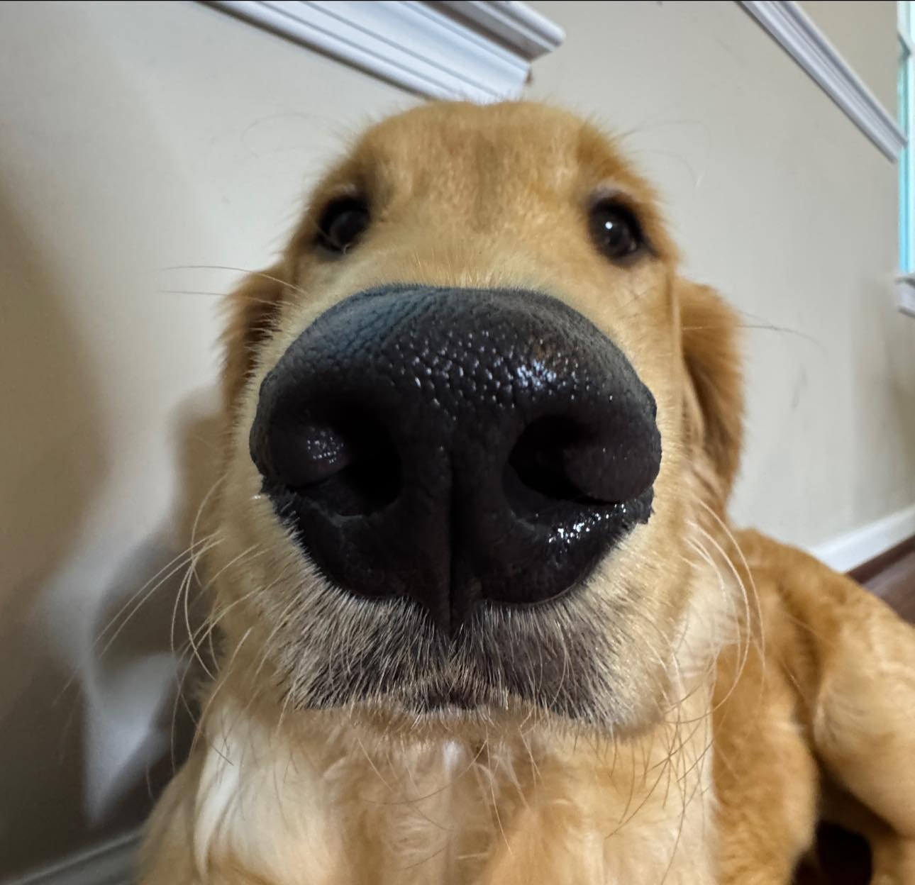 Certified Behavior Grooming Professional