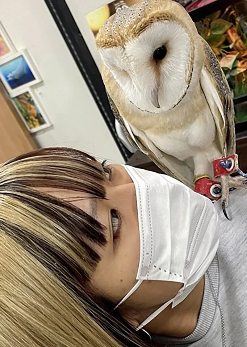 OwlCafe.jpg