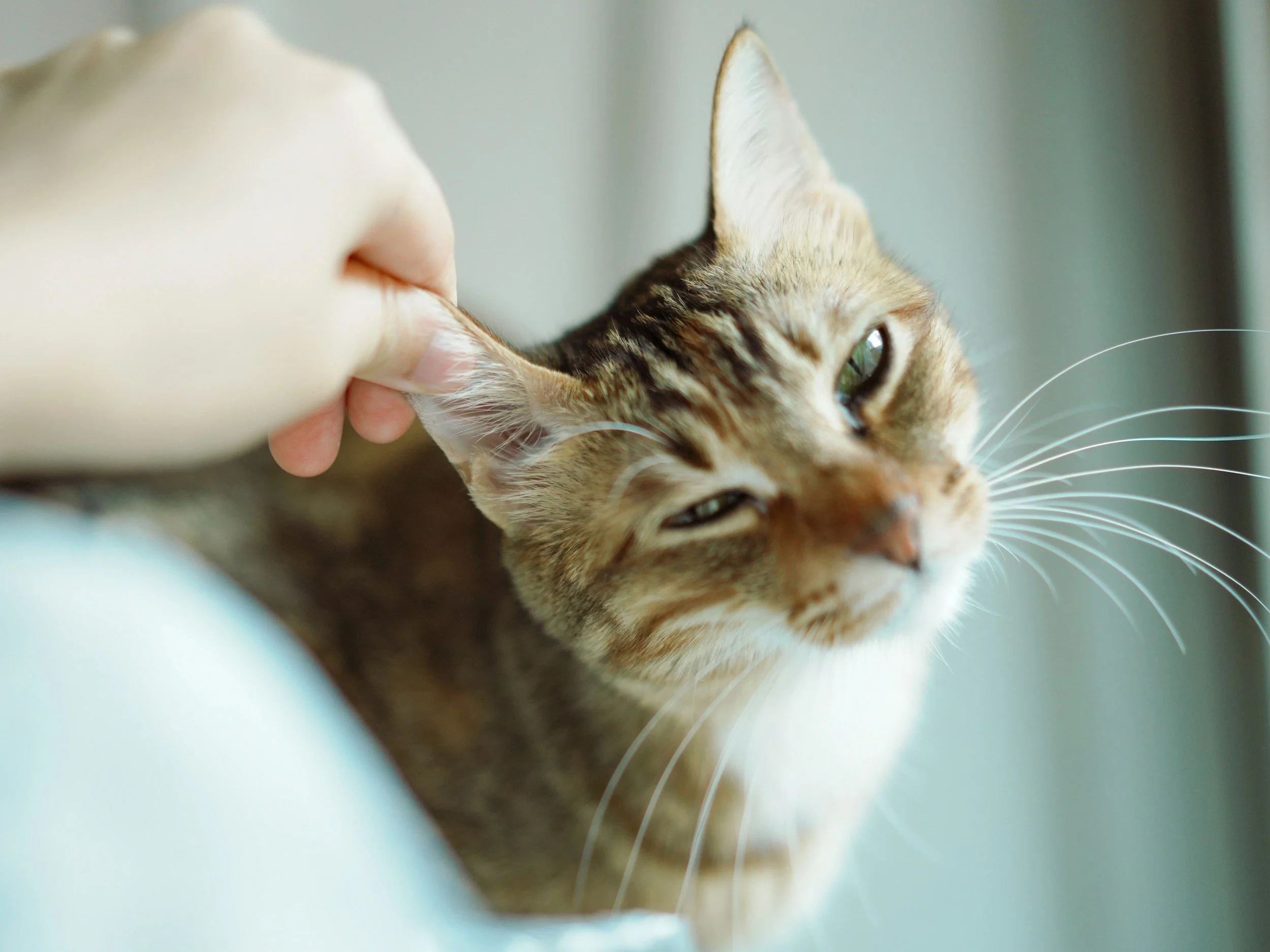 Person gently pulling on a tabby cat's ear near a window.