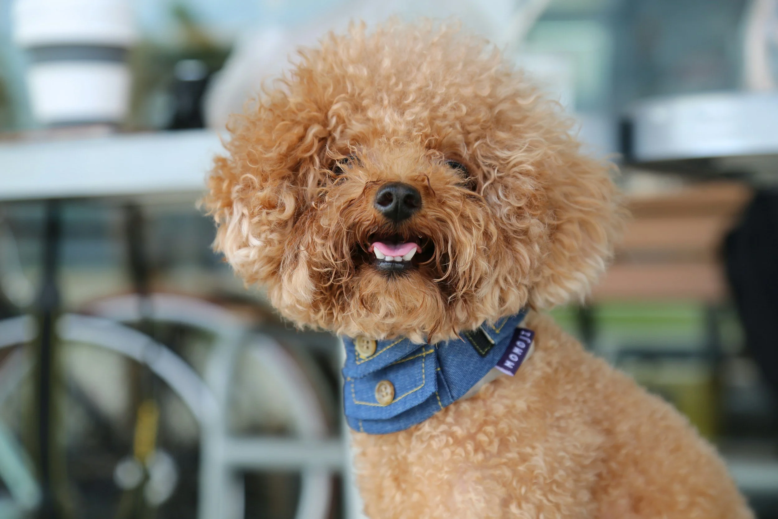 A smiling brown poodle with curly fur wearing a denim bandana around its neck, sitting outdoors.