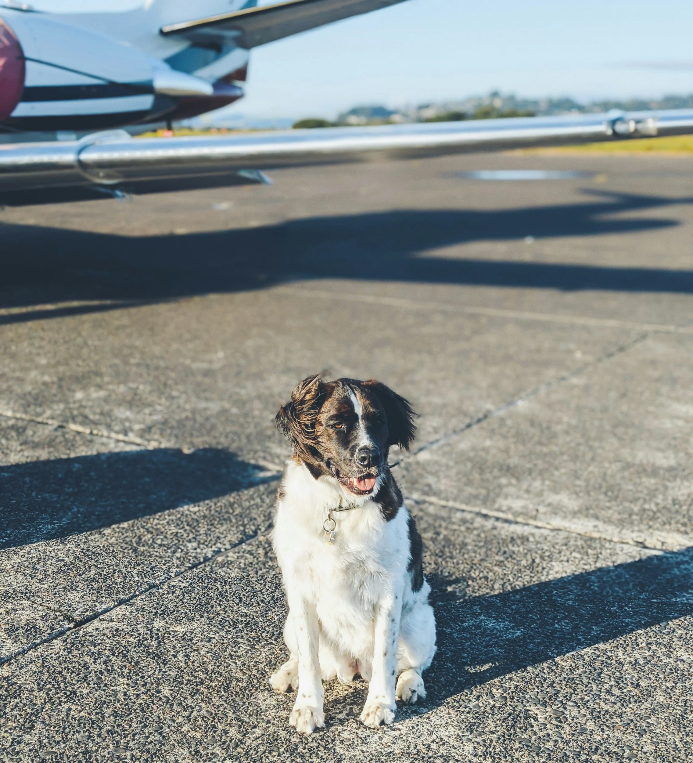 A happy spaniel dog sitting on a concrete surface near an airplane at an airport, with airplane shadow cast on the ground.