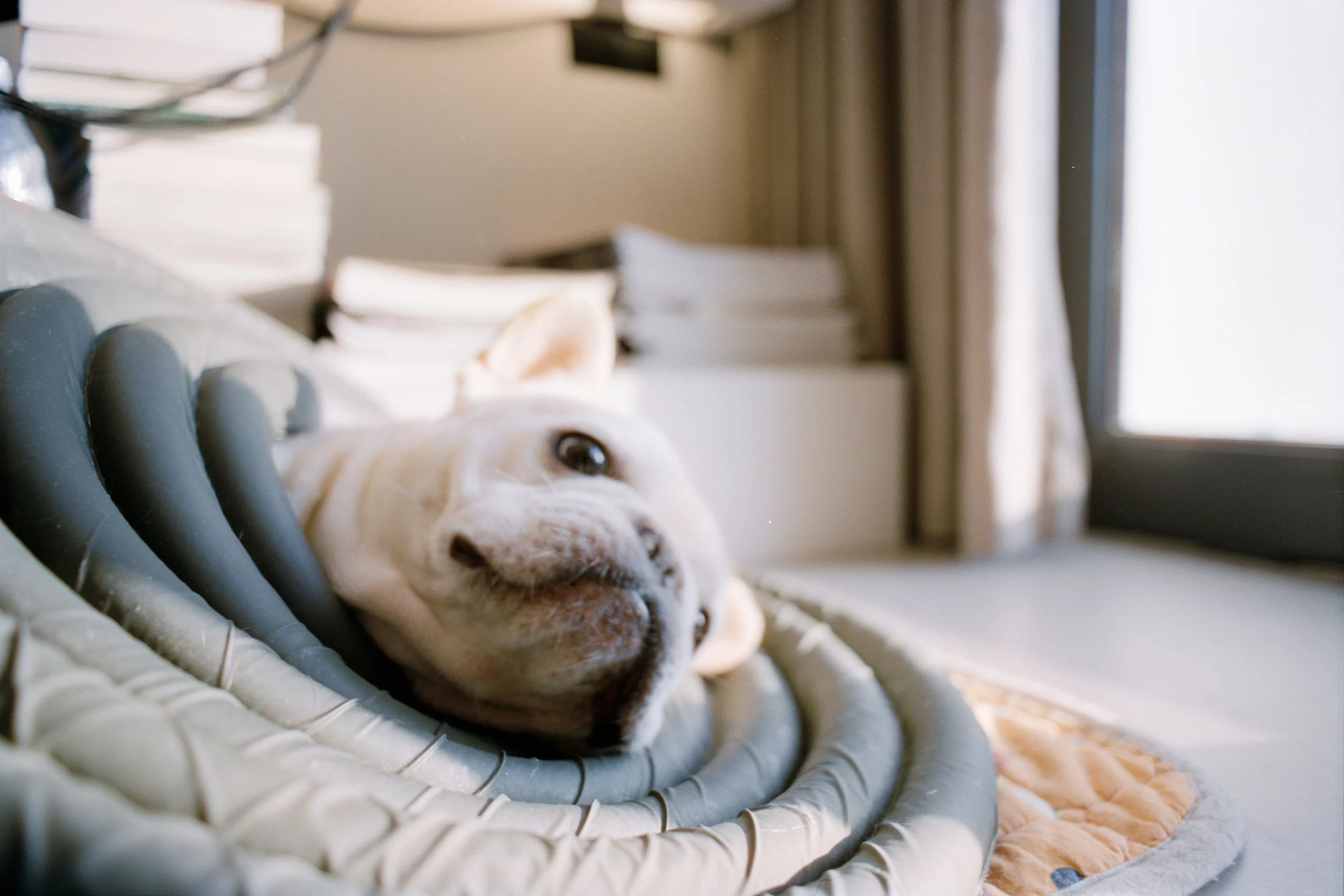 A white dog with a muscular build relaxing on a cushioned surface near a window, with a background of stacked books and a curtain.
