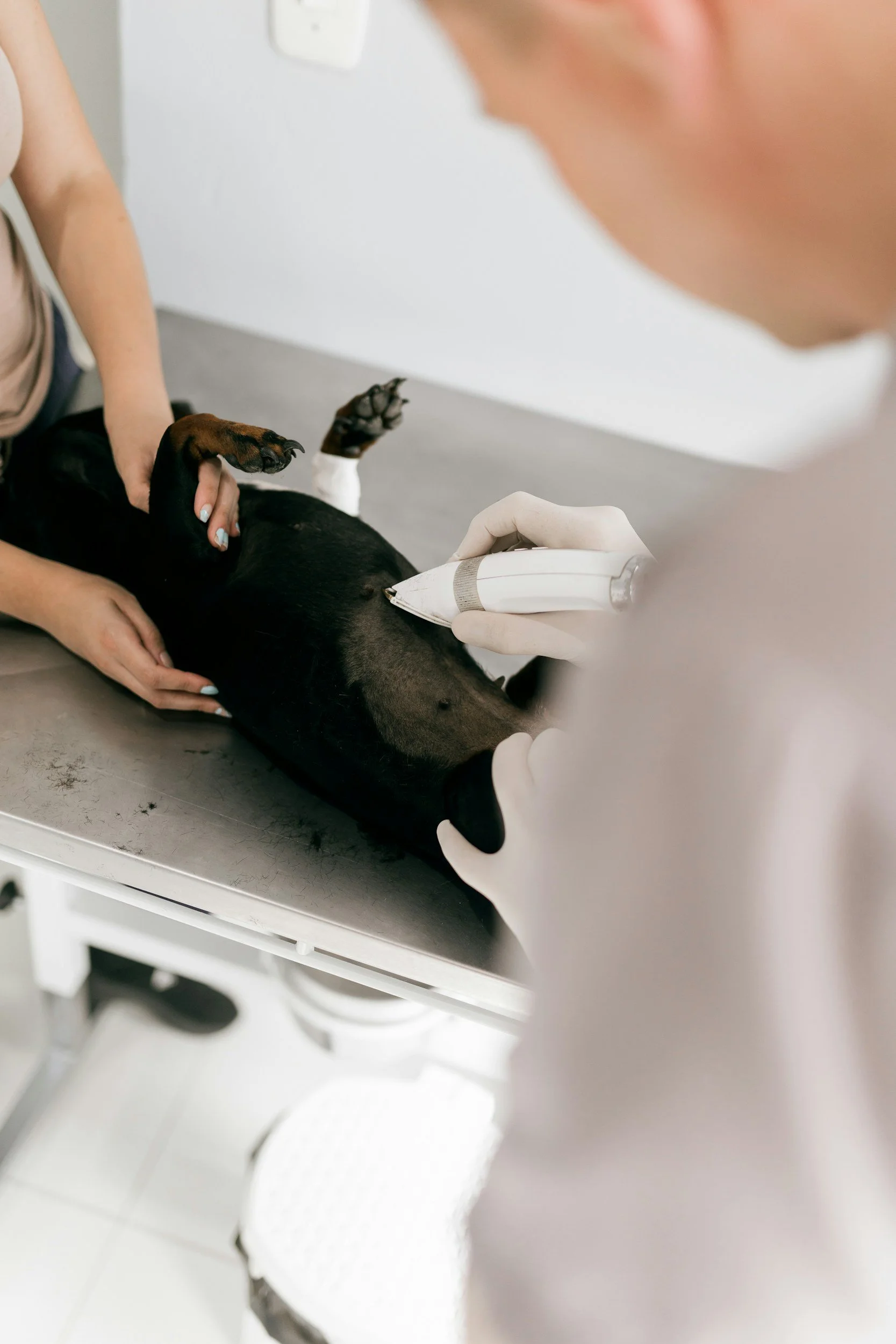 A veterinarian performs a laser surgery on a black dog lying on an examination table. The dog’s abdomen is exposed, and a person holds its front paw.
