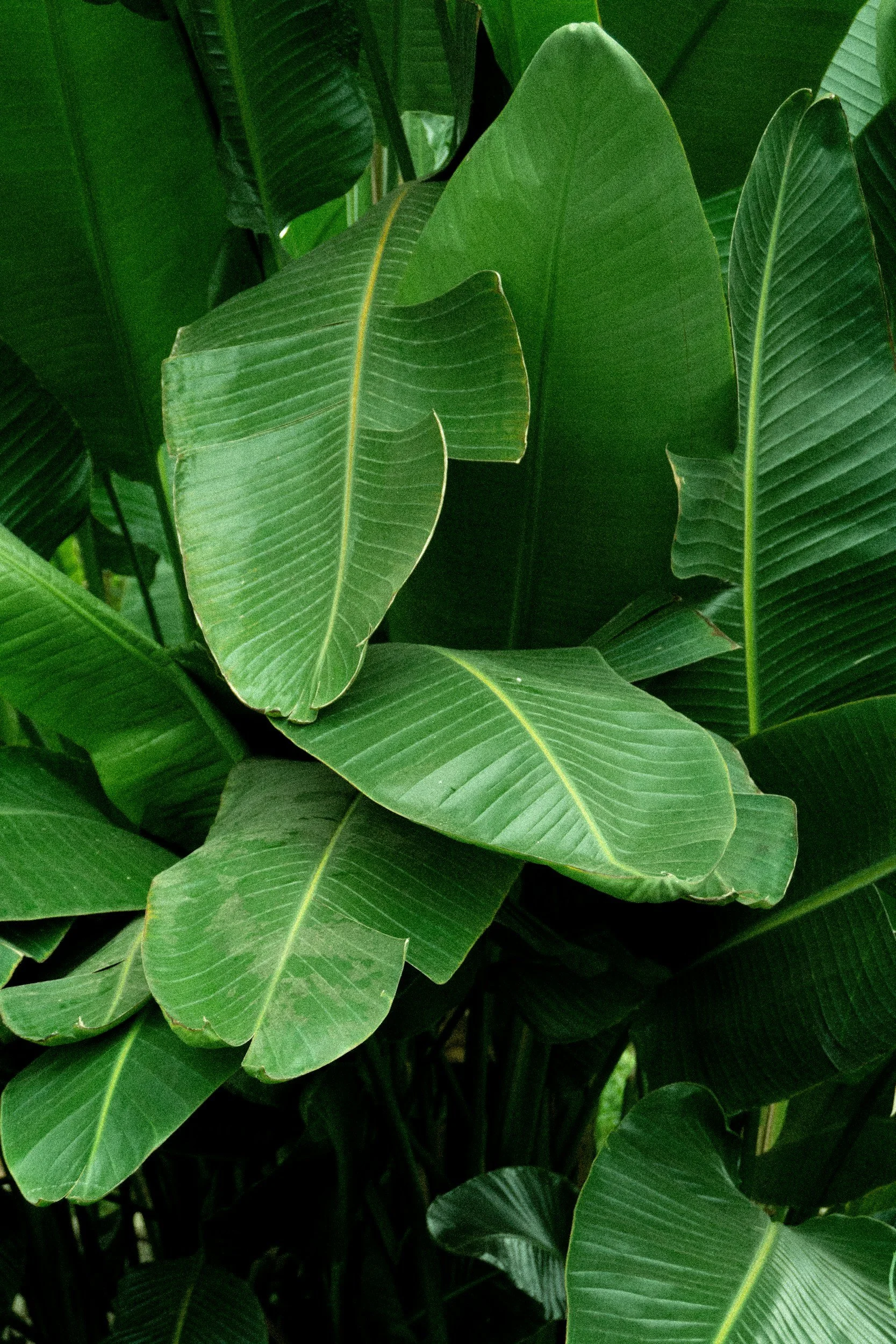 Close-up of large green banana plant leaves with prominent veins.