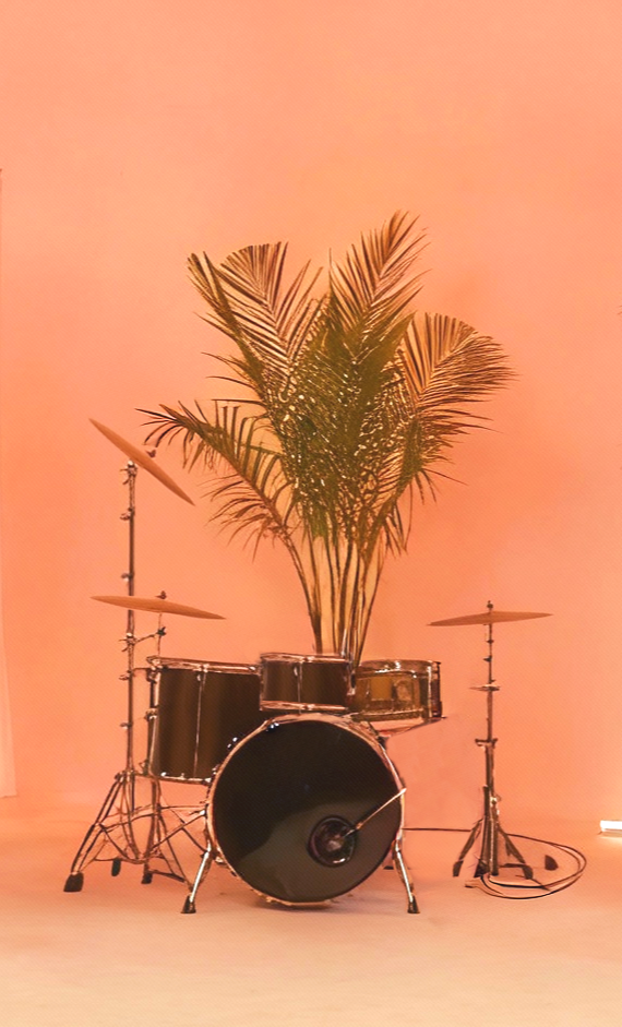 A black drum set with cymbals featuring a large green potted plant behind it, against a pink background.