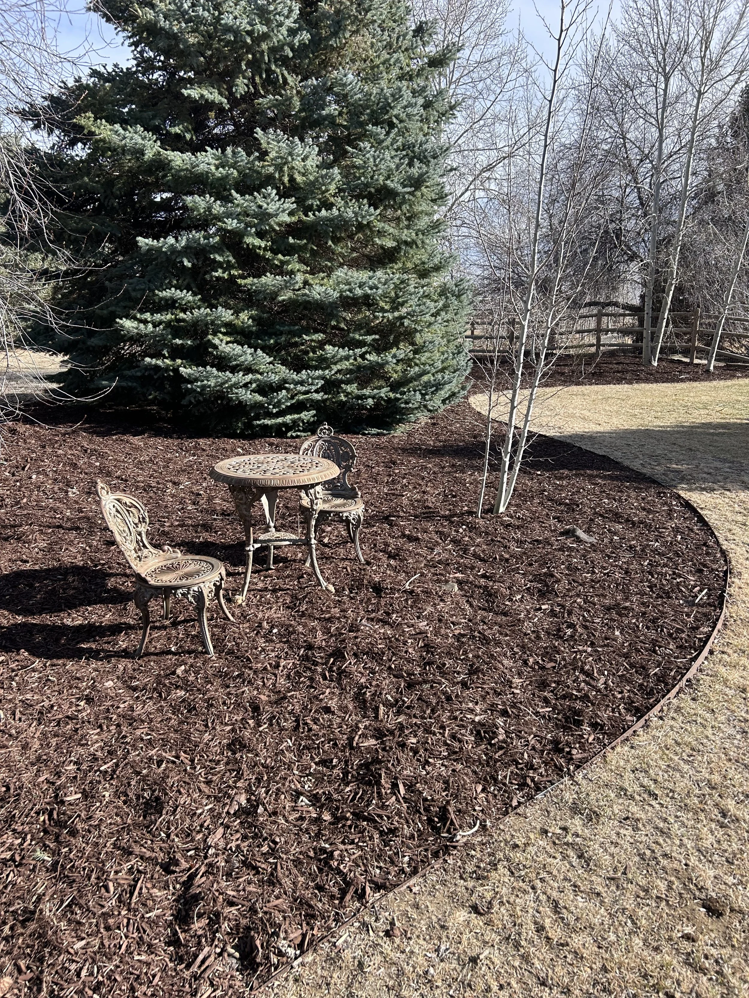 A garden scene with a large evergreen tree, two white leafless trees, a small metal table, and two chairs on a mulch bed, bordered by a grassy lawn.