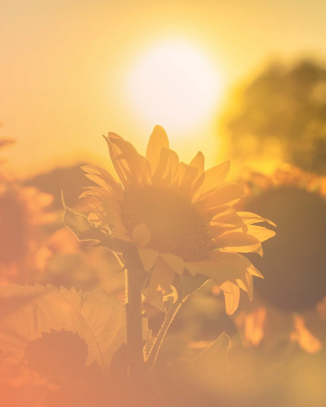 Caring for a Loved One with Dementia at Home: What Families Need to Know