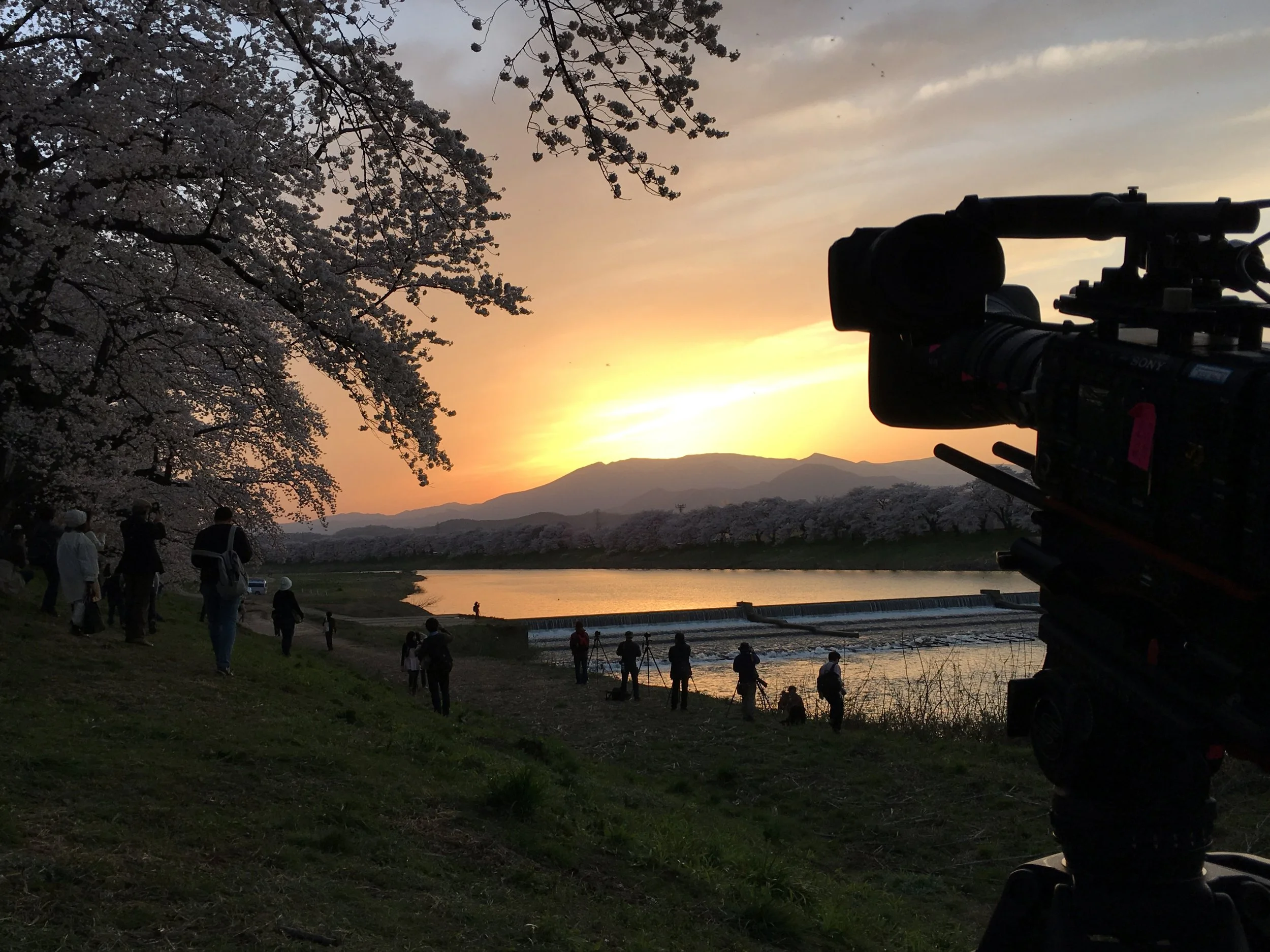 The Cherry Blossoms of Tohoku