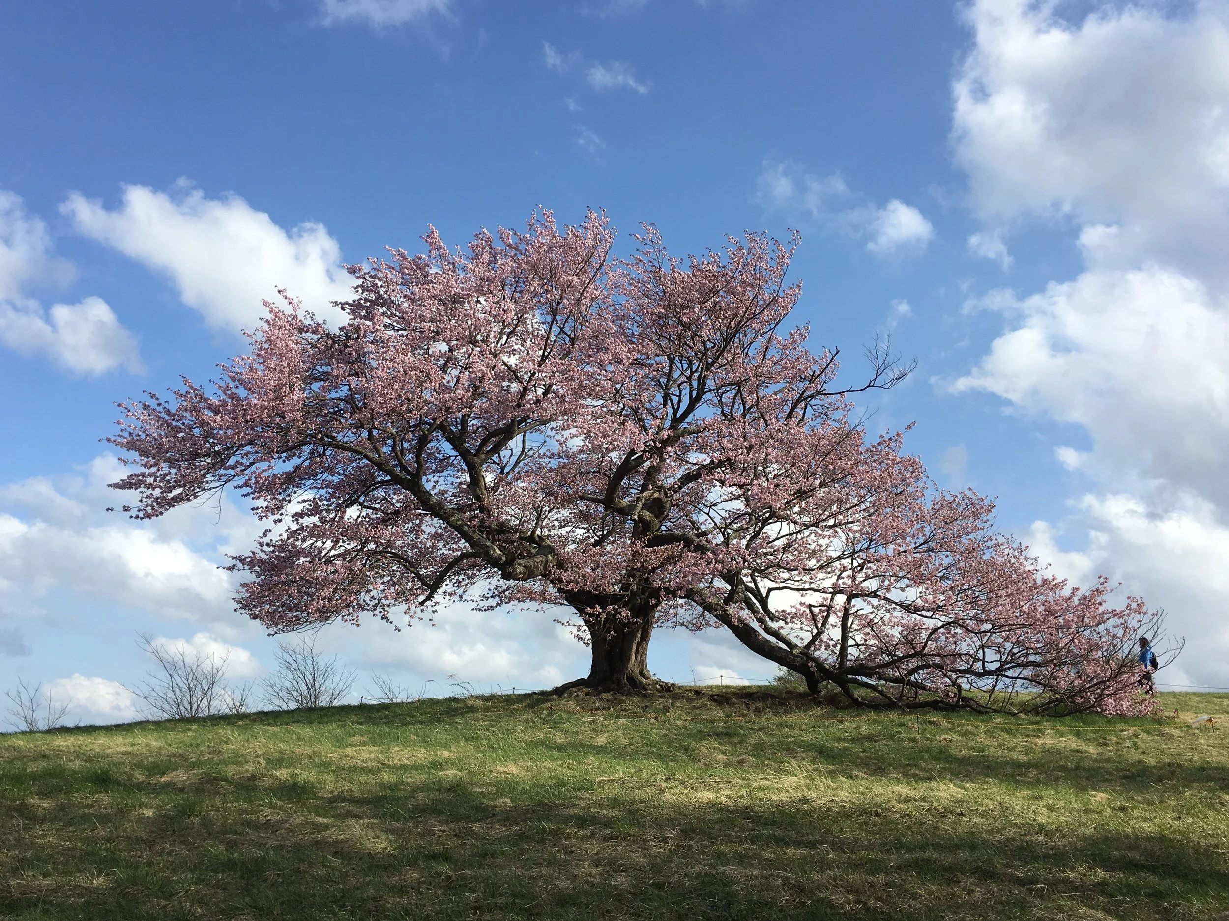 Lone Cherry Tree of Kamegamori