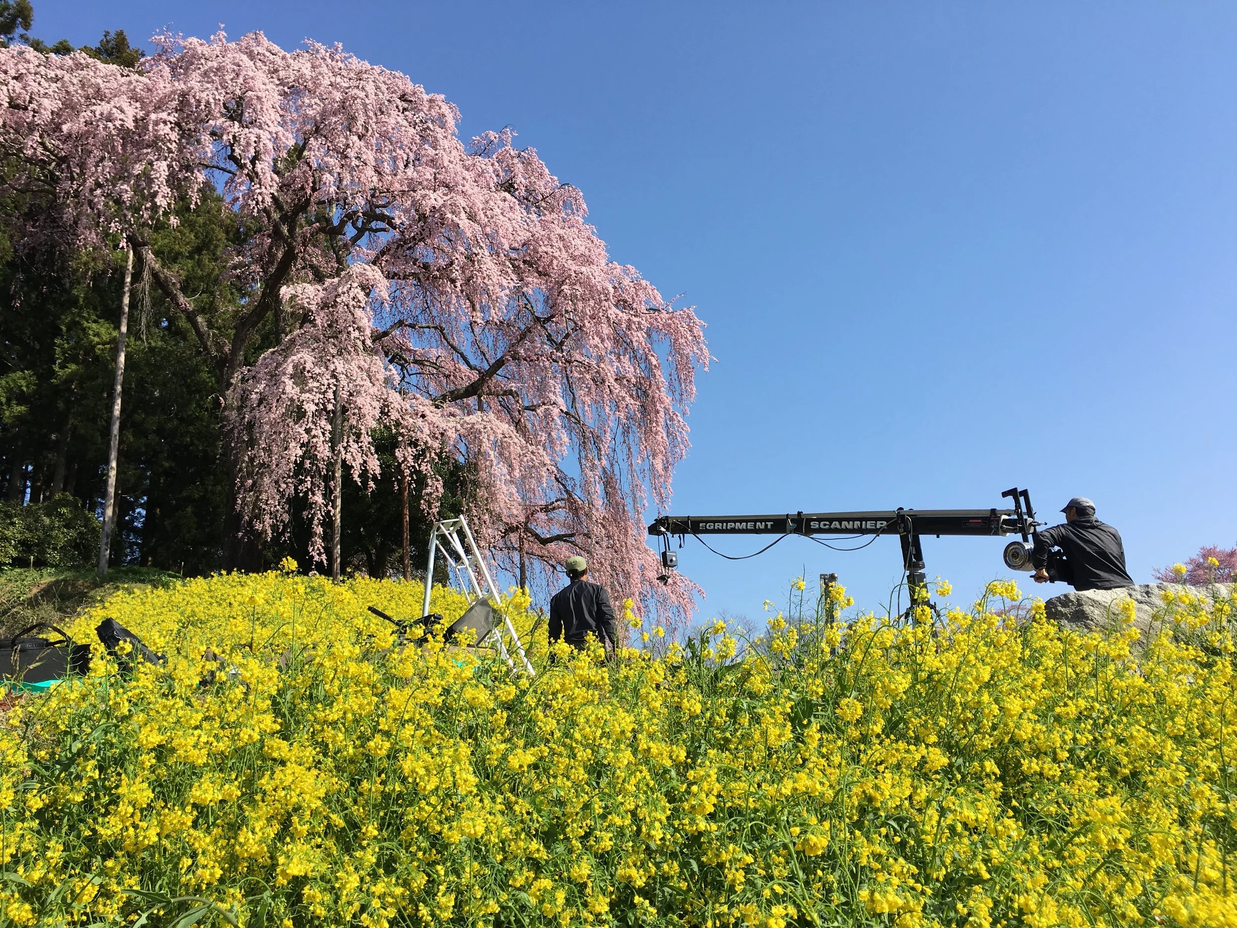 Two people working with film equipment amidst a landscape of blooming pink cherry blossom trees and yellow flowers, under a clear blue sky.