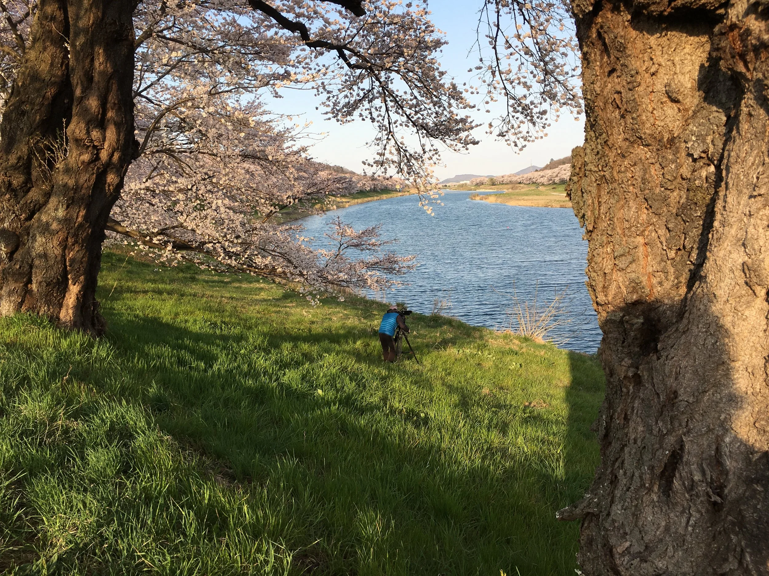 Photographer setting up a camera on a tripod by a river, framed by blooming cherry blossom trees on a sunny day with clear skies.