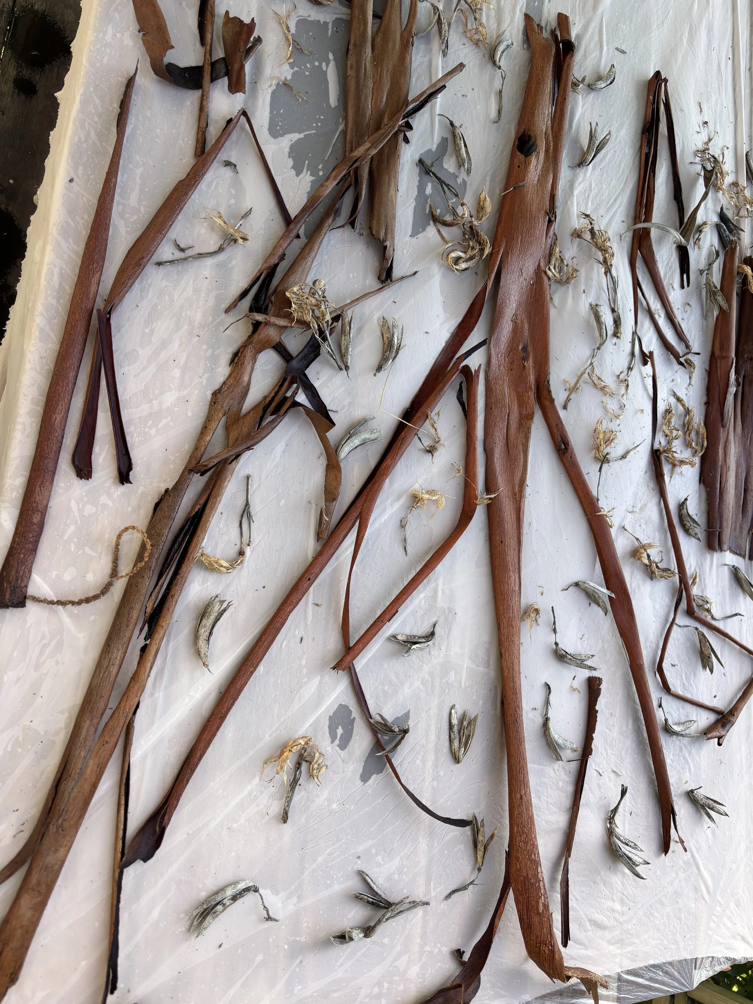 Various dried aquatic plants, including brown stems, seed pods, and small dried fish, arranged on a white surface.