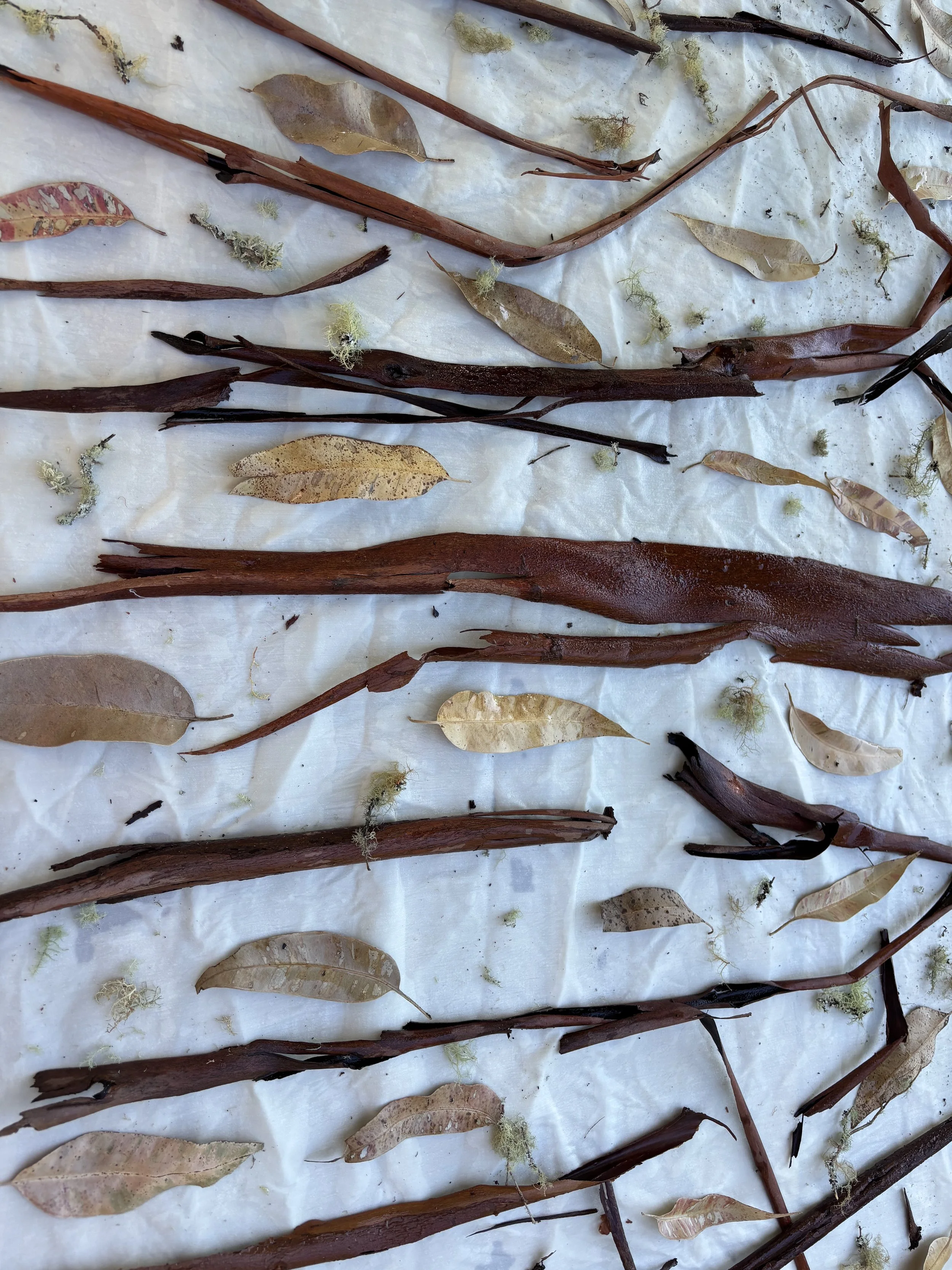Dry eucalyptus leaves, twigs, and moss scattered on a white surface.