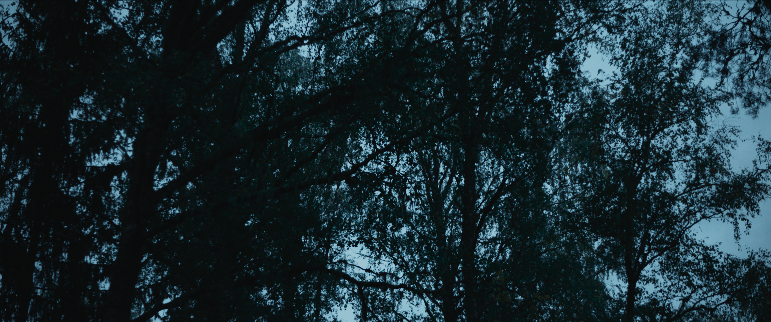 Dark tree canopy silhouette against a twilight or early evening sky.